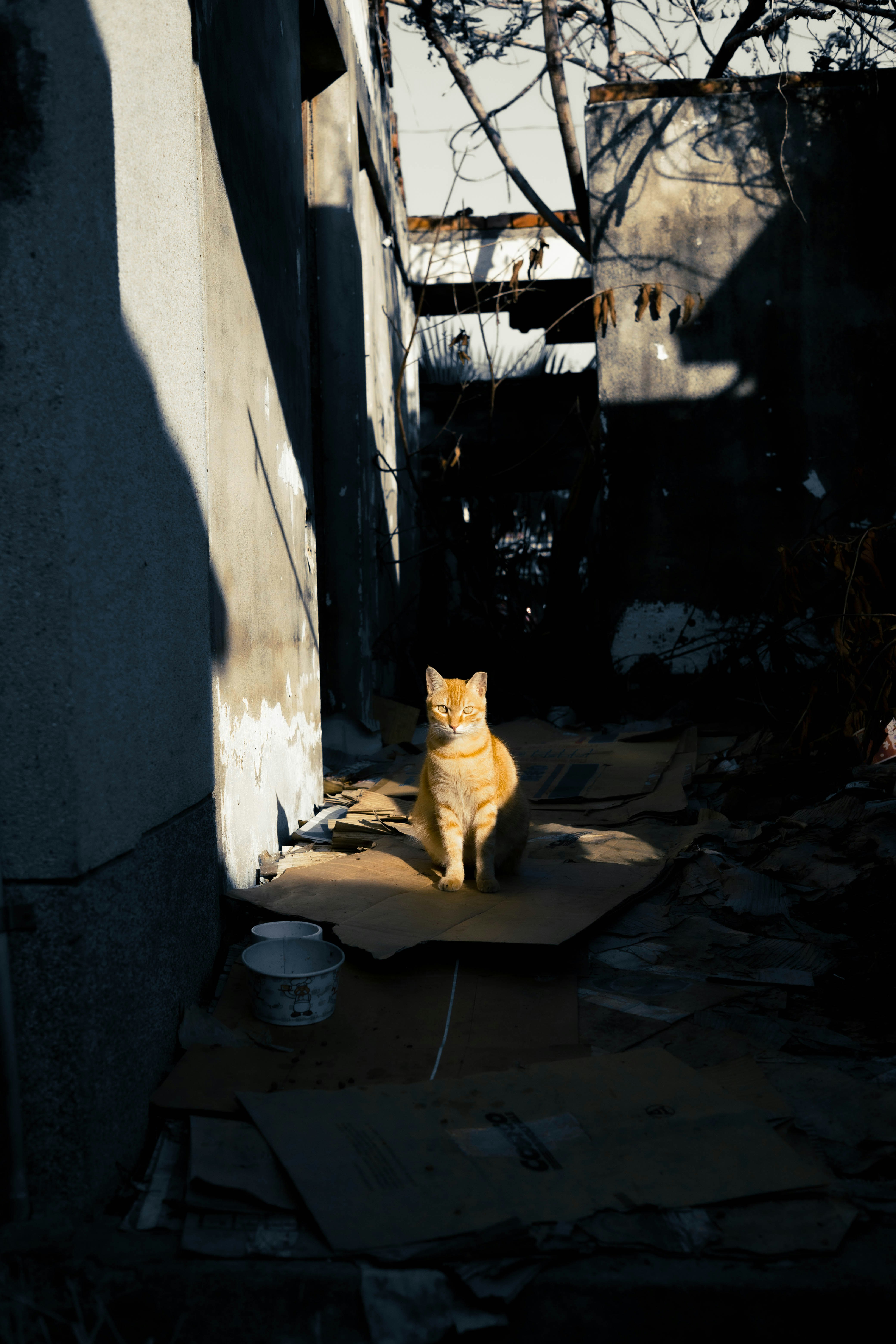 路地の壁際で日向ぼっこする猫