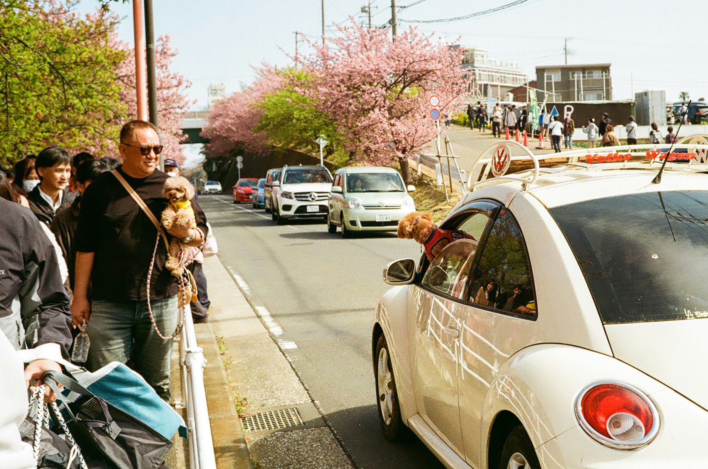 桜並木のある街路で車列と歩行者が行き交う風景