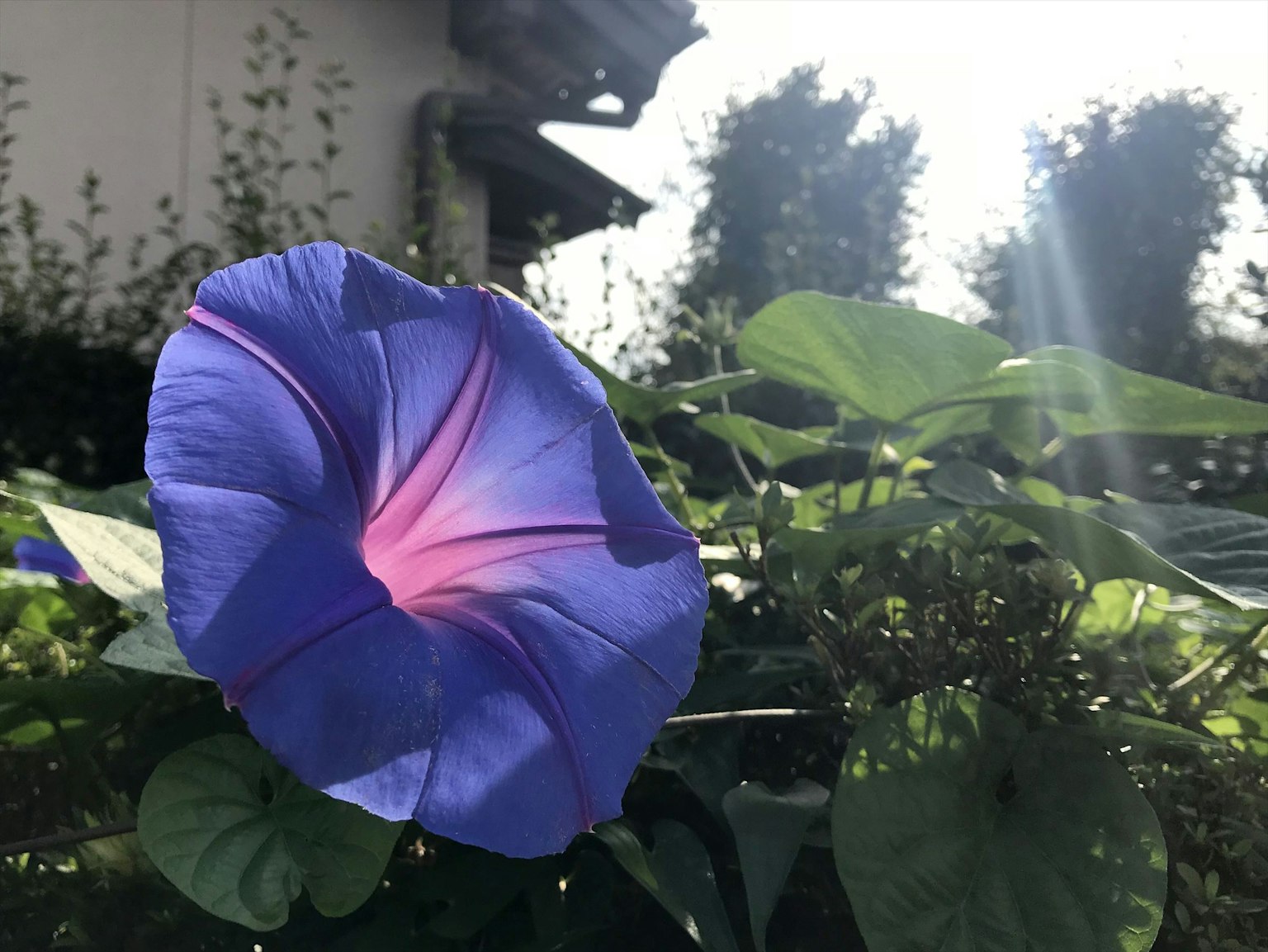 在陽光下盛開的紫色牽牛花