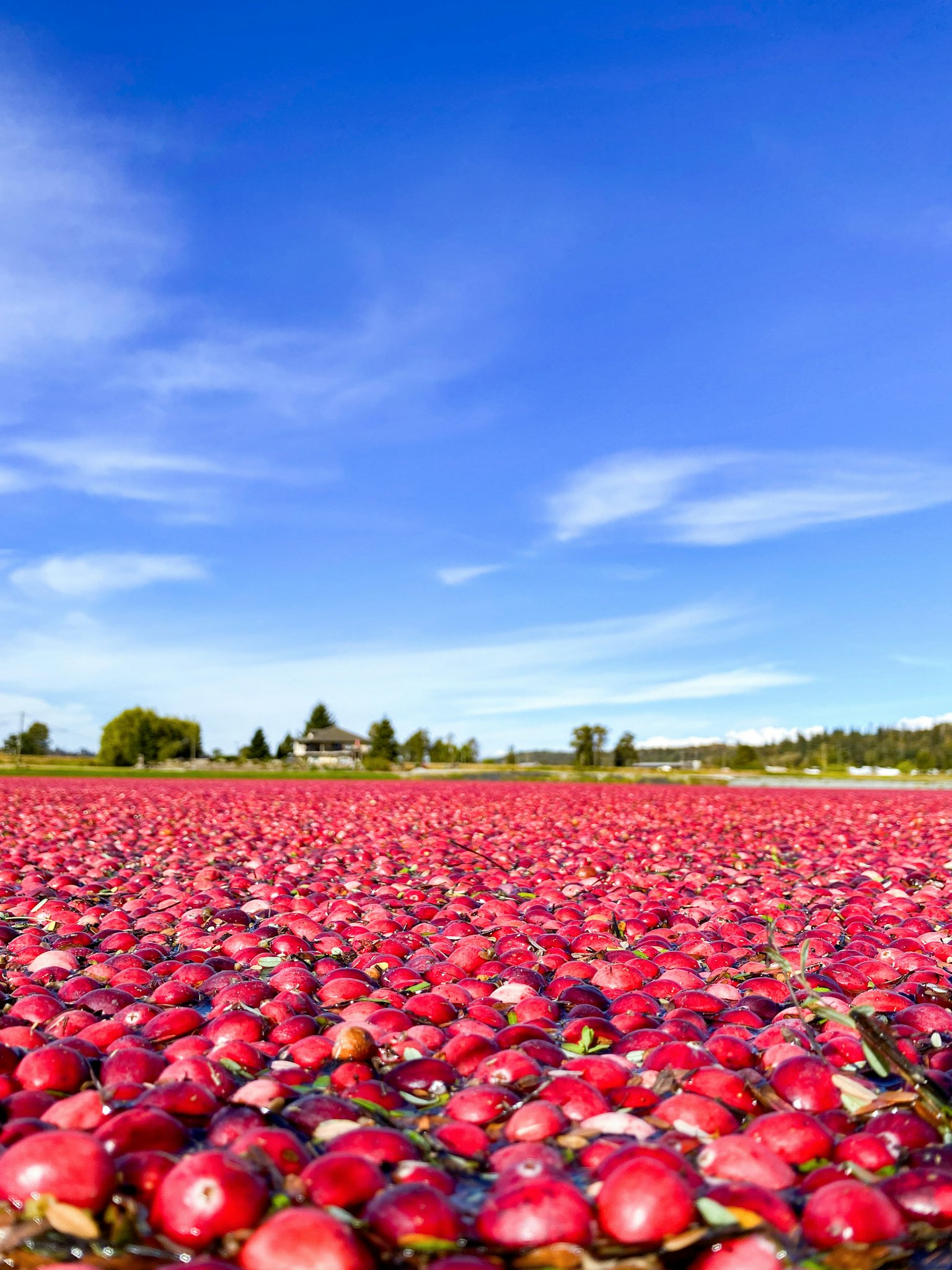 Cranberry field covered in vibrant red berries under a blue sky