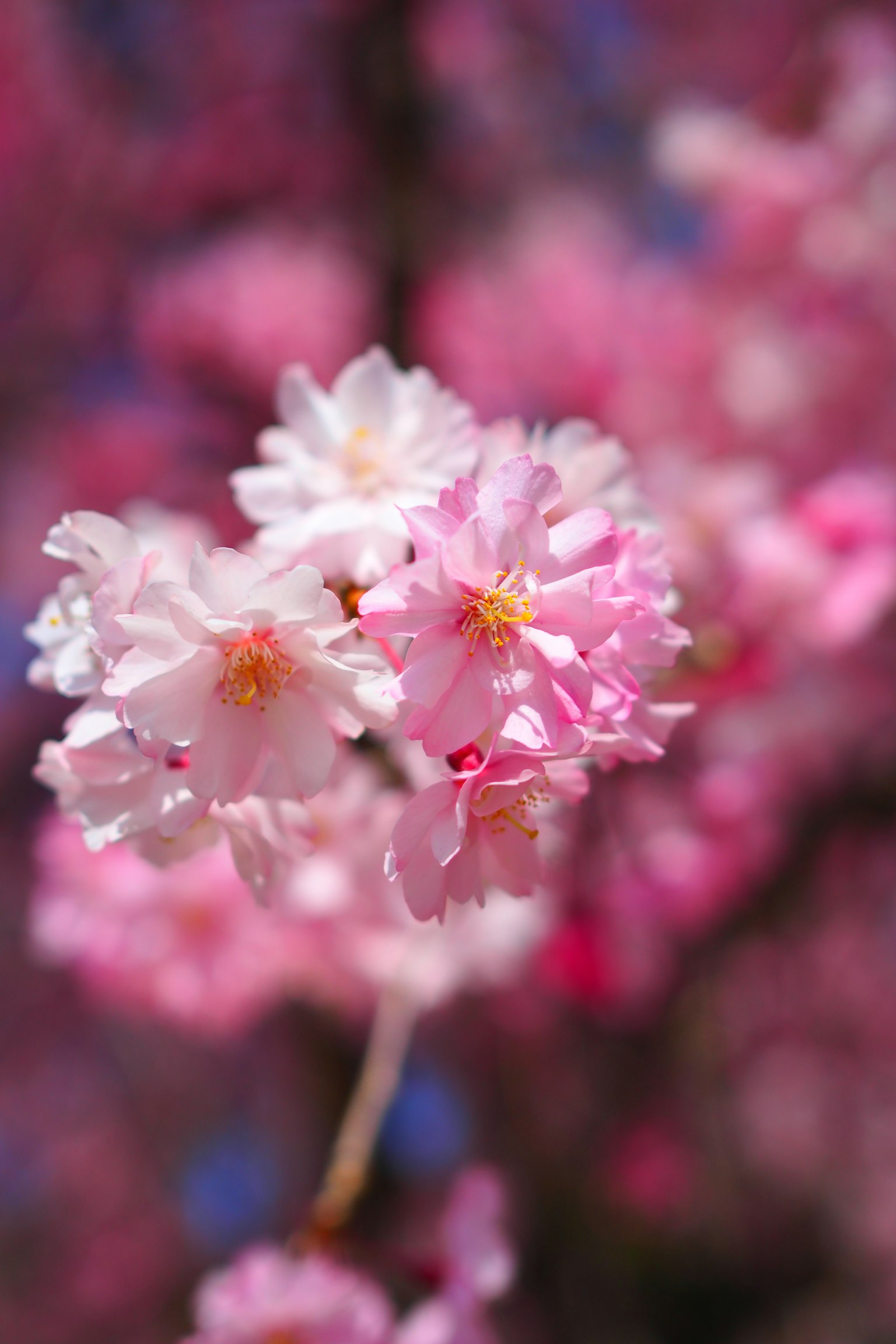 Primo piano di fiori di ciliegio rosa in fiore