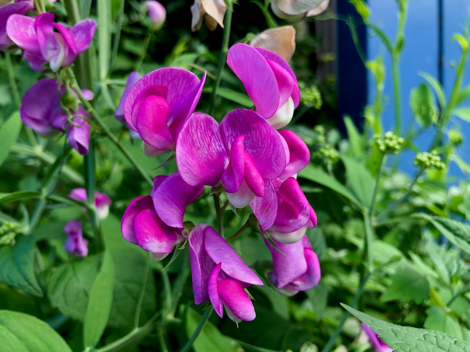 Acercamiento de flores rosas vibrantes en una planta