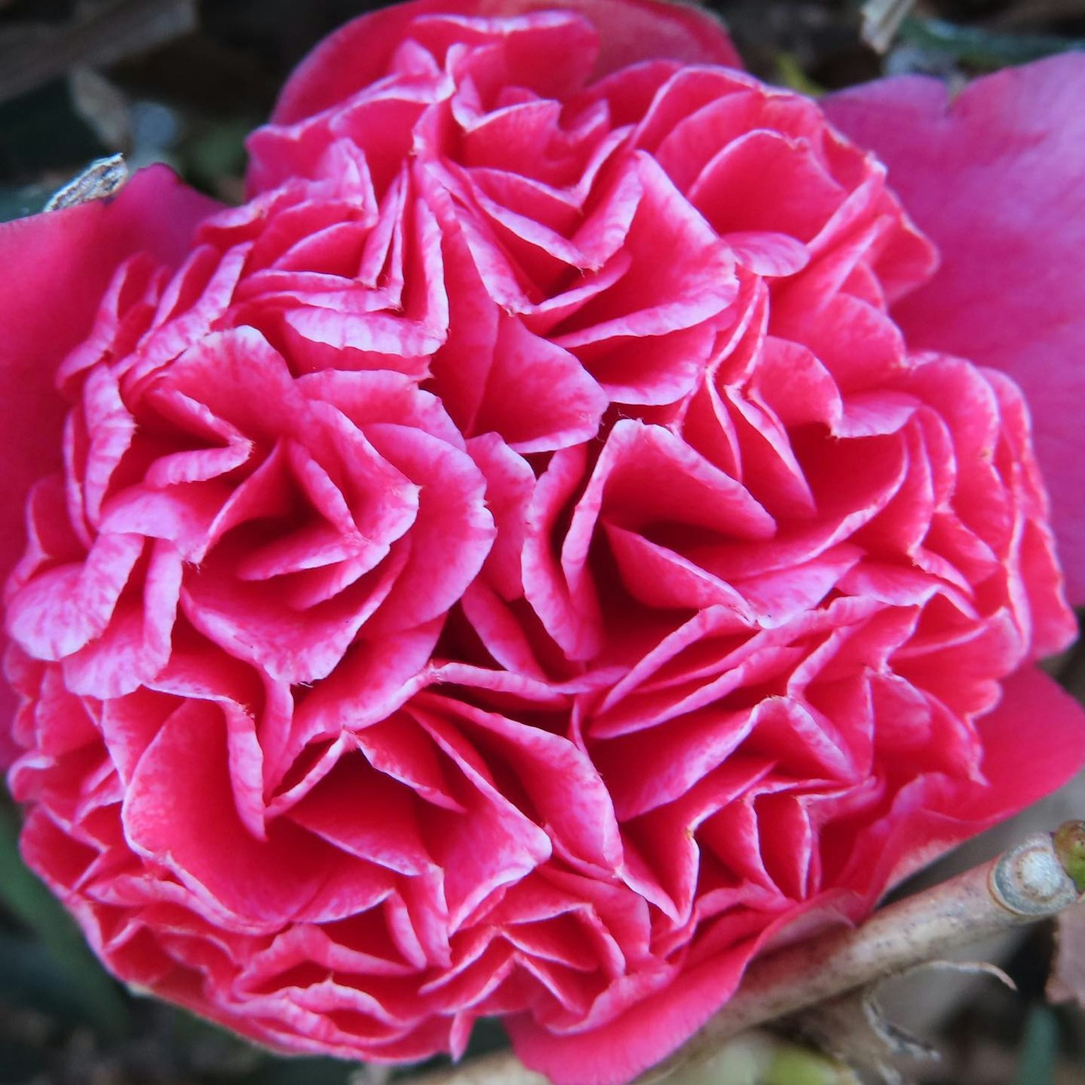 Primo piano di un fiore rosa vivace con petali sovrapposti