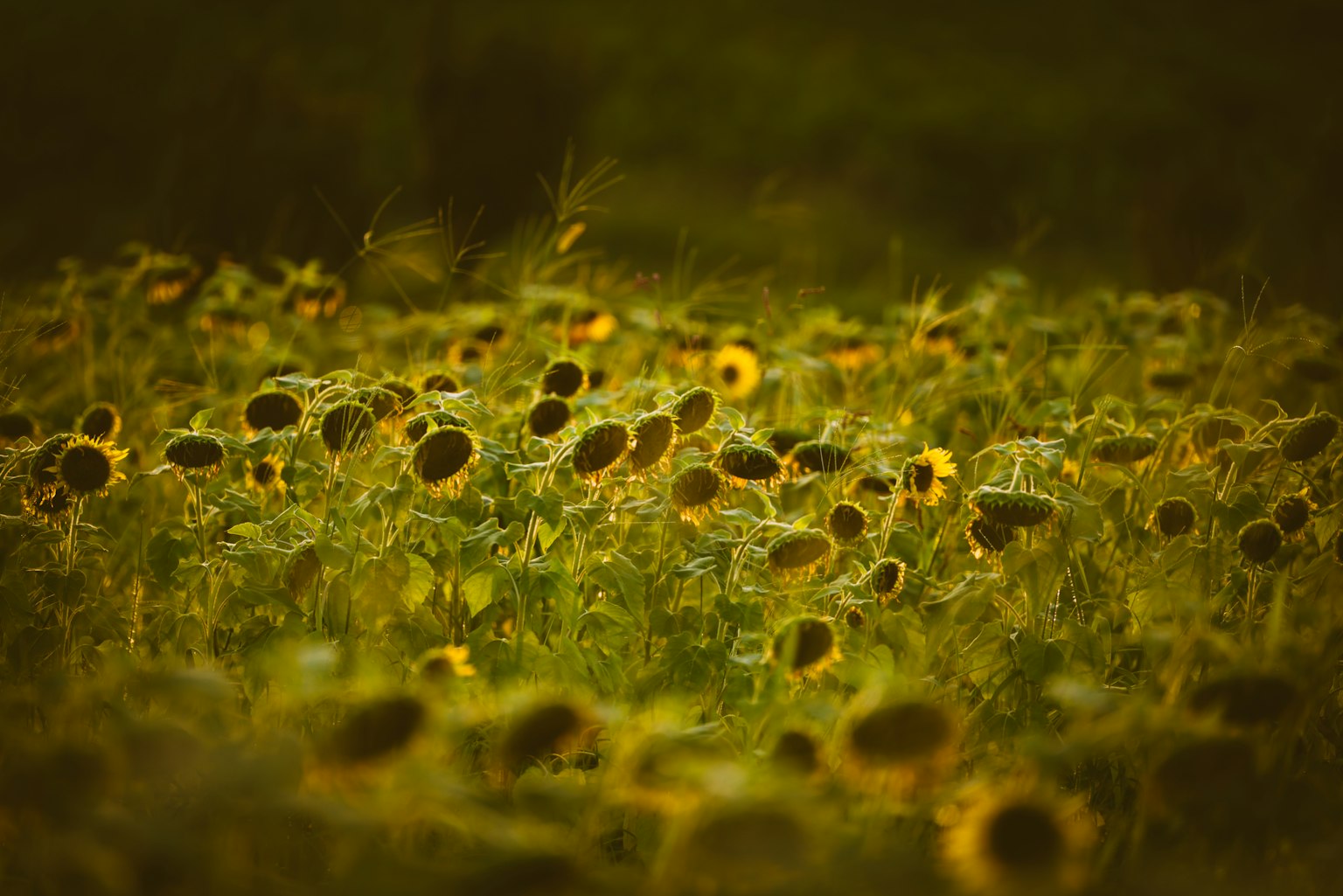 Un campo di girasoli con luce soffusa e uno sfondo naturale