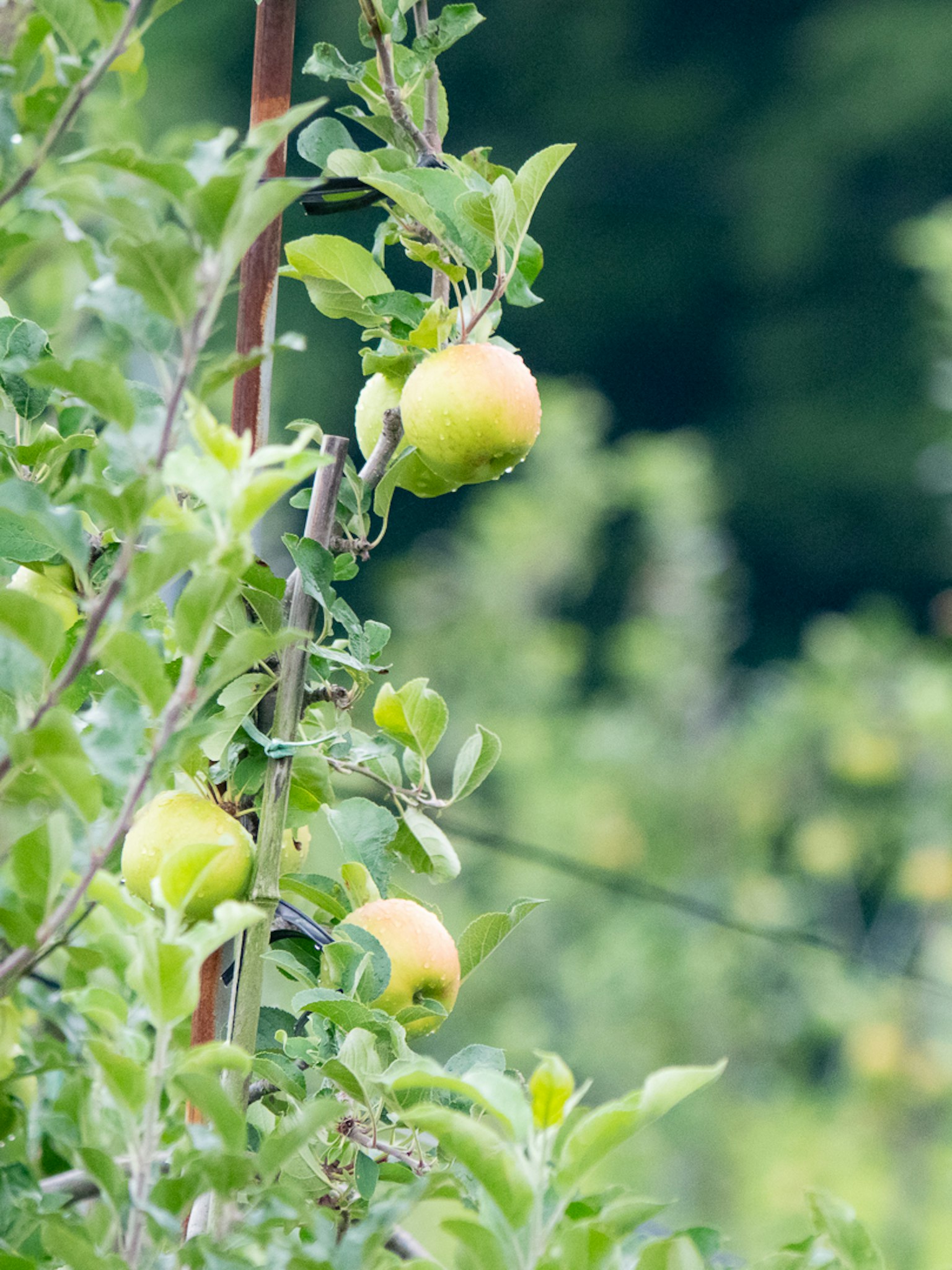 Gros plan de fruits jaunes poussant sur une branche d'arbre verte luxuriante