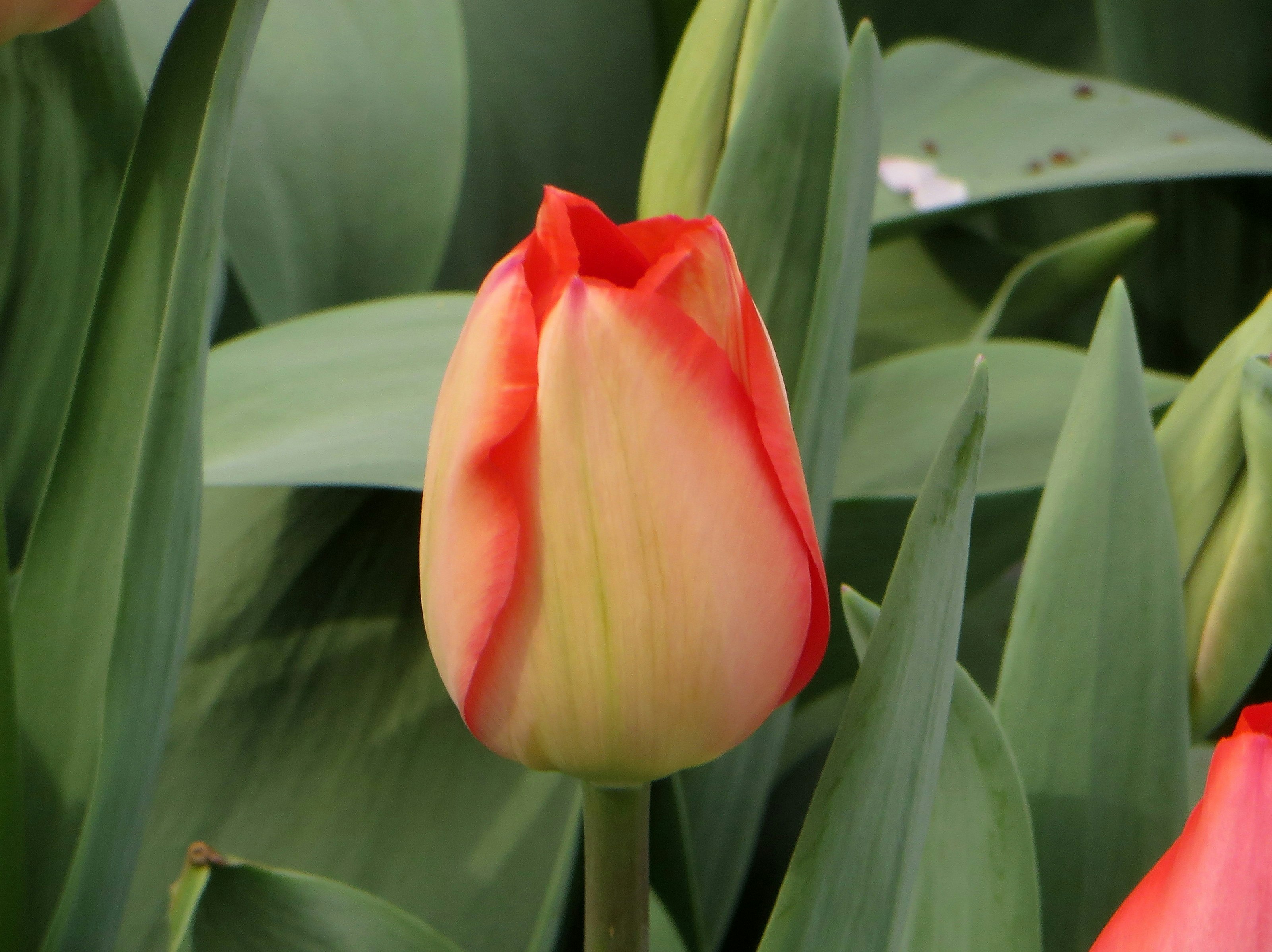 close-up of a red tulip flower with green leaves