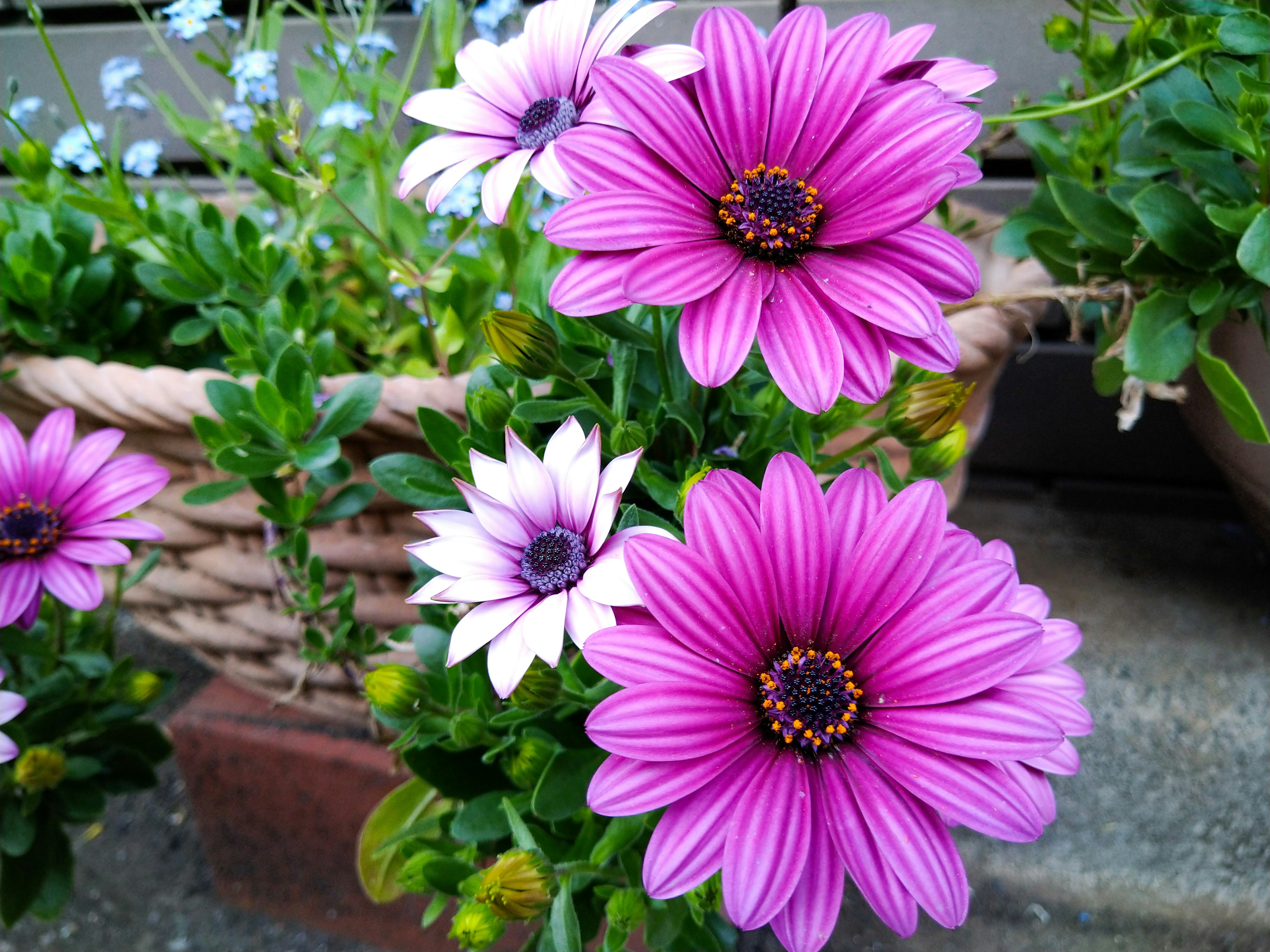 Bunga gerbera merah muda dan putih dalam pot