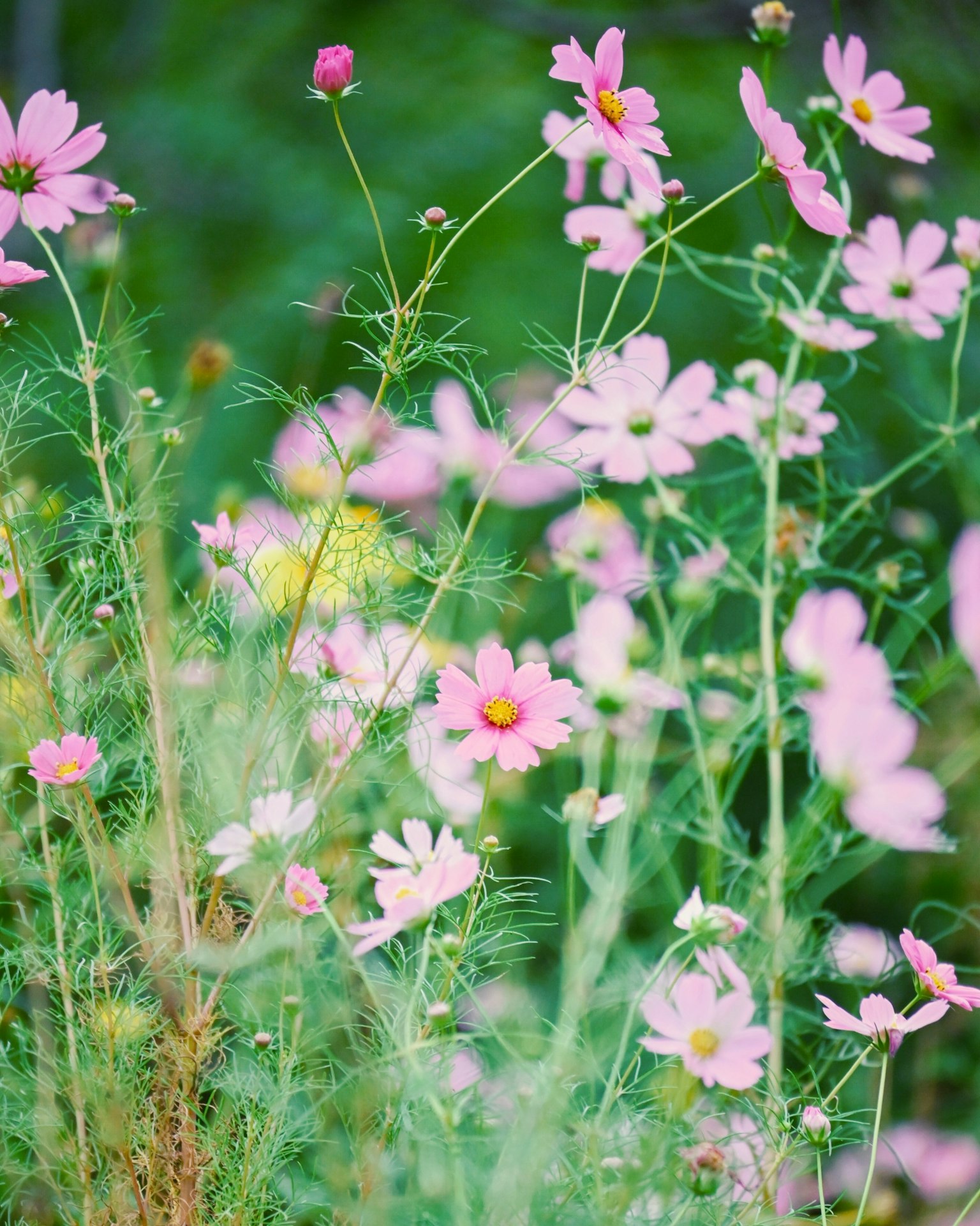 Ladang bunga cosmos pink pucat yang mekar di antara vegetasi