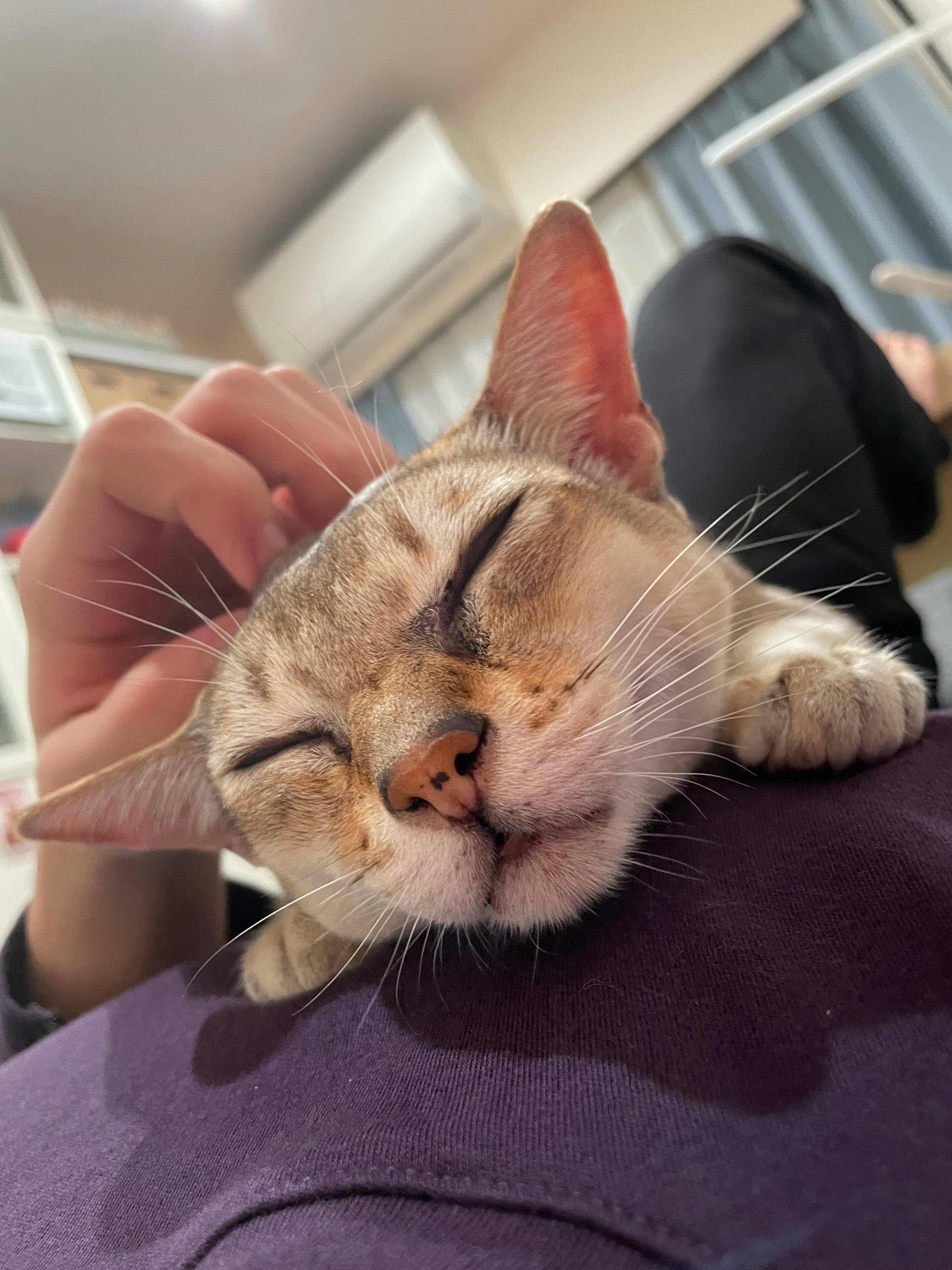 手に抱かれて眠る猫のアップ