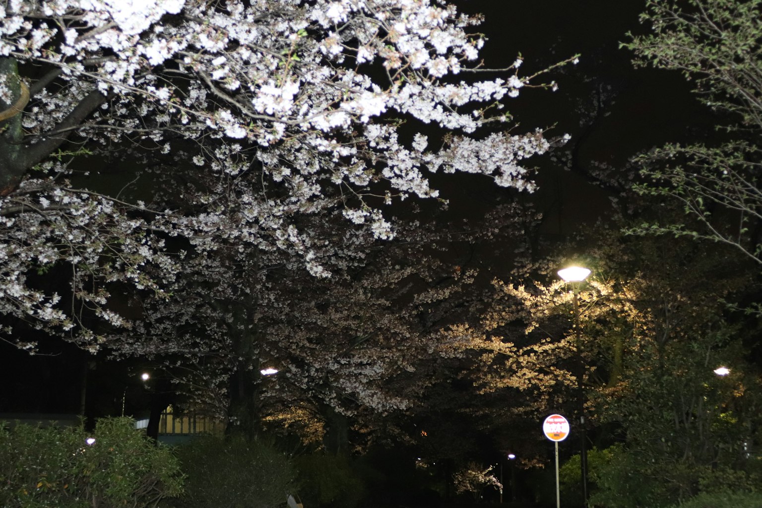 밤의 벚꽃 풍경, 가로등에 비치는 흰 꽃