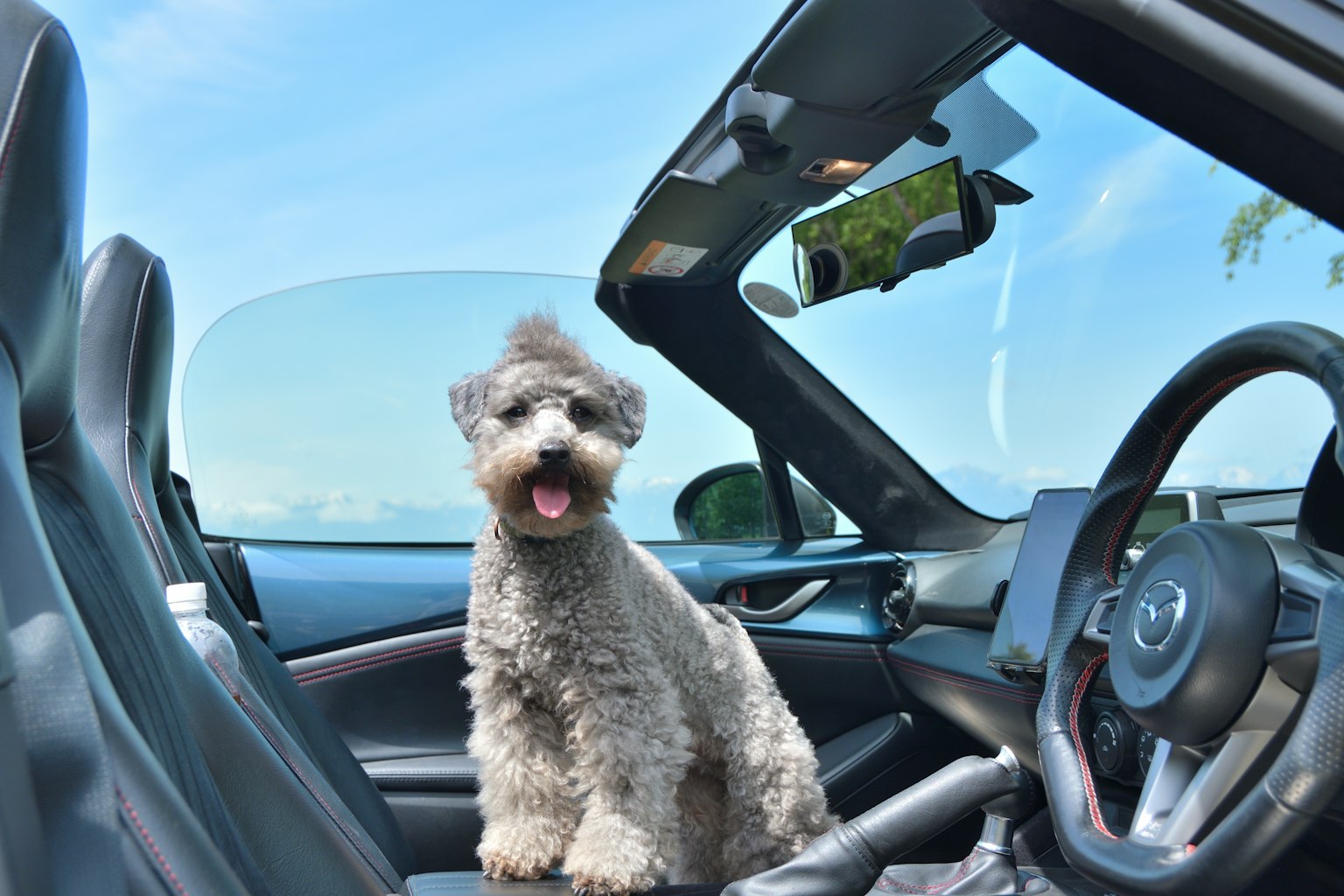 A cheerful dog sitting in a convertible car under a blue sky
