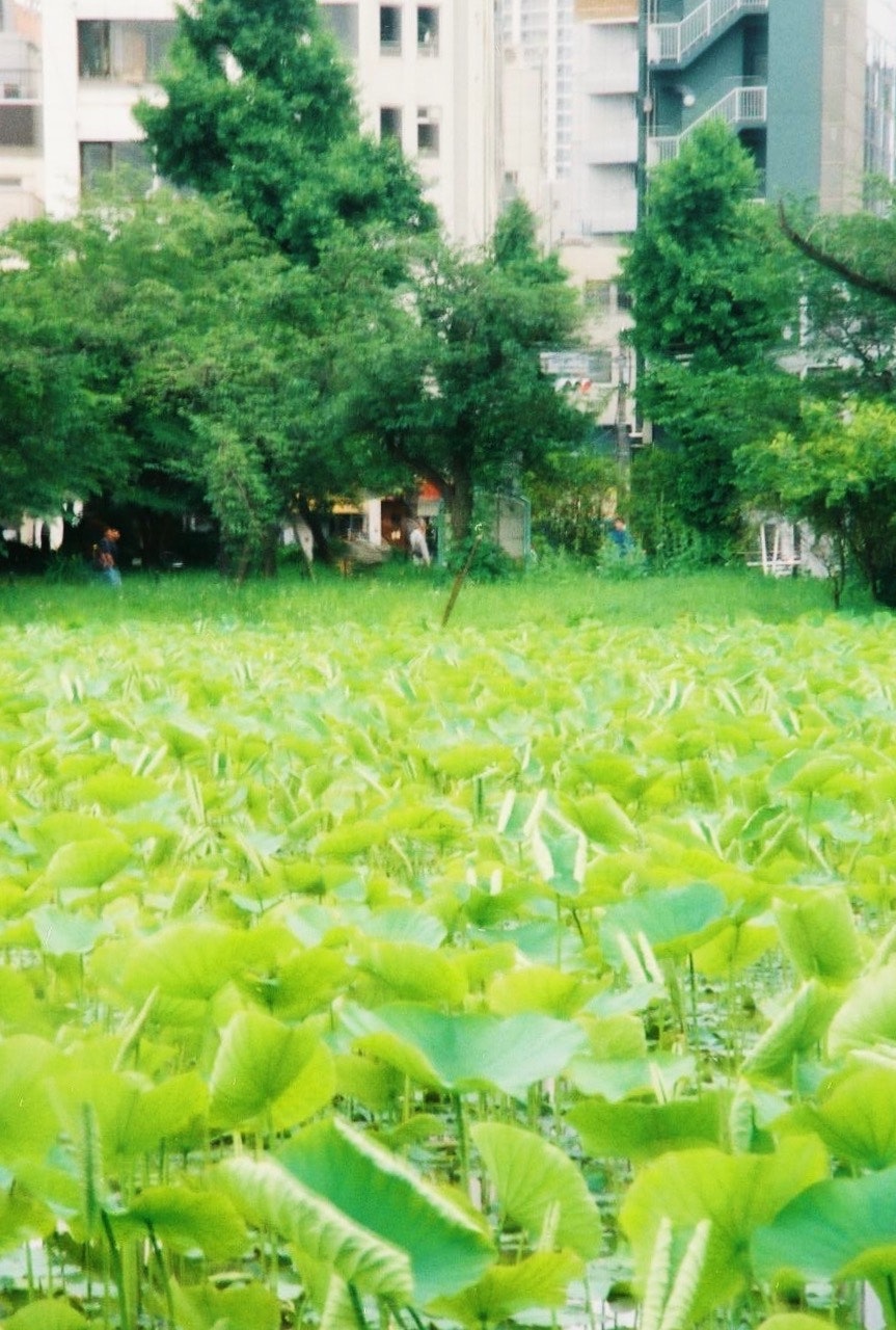 Courtyard greenery with lush grass and trees