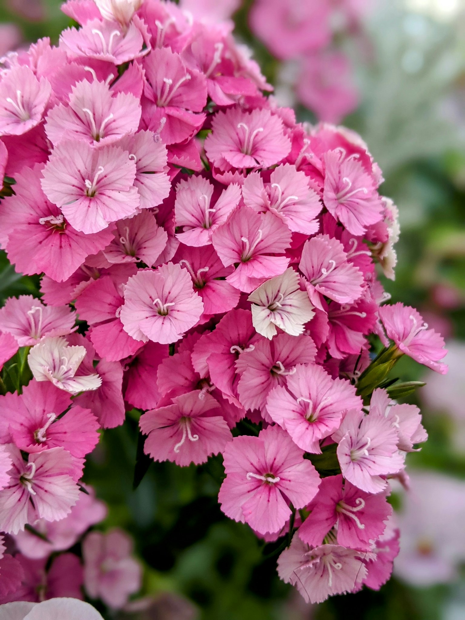 Primer plano de flores de Dianthus rosa vibrante en plena floración