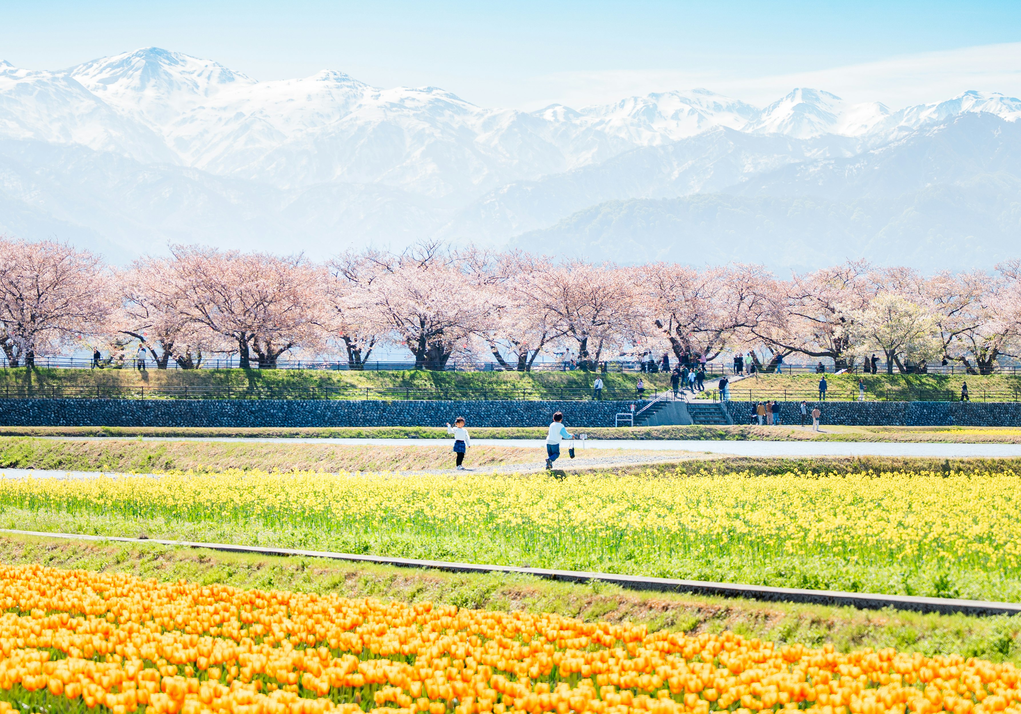 春の花畑と雪山を望む公園の小道