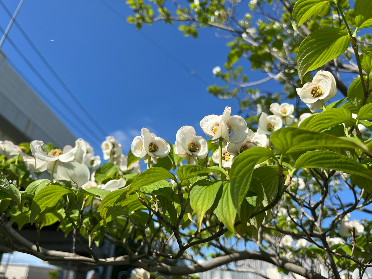 Flores blancas y hojas verdes bajo un cielo azul