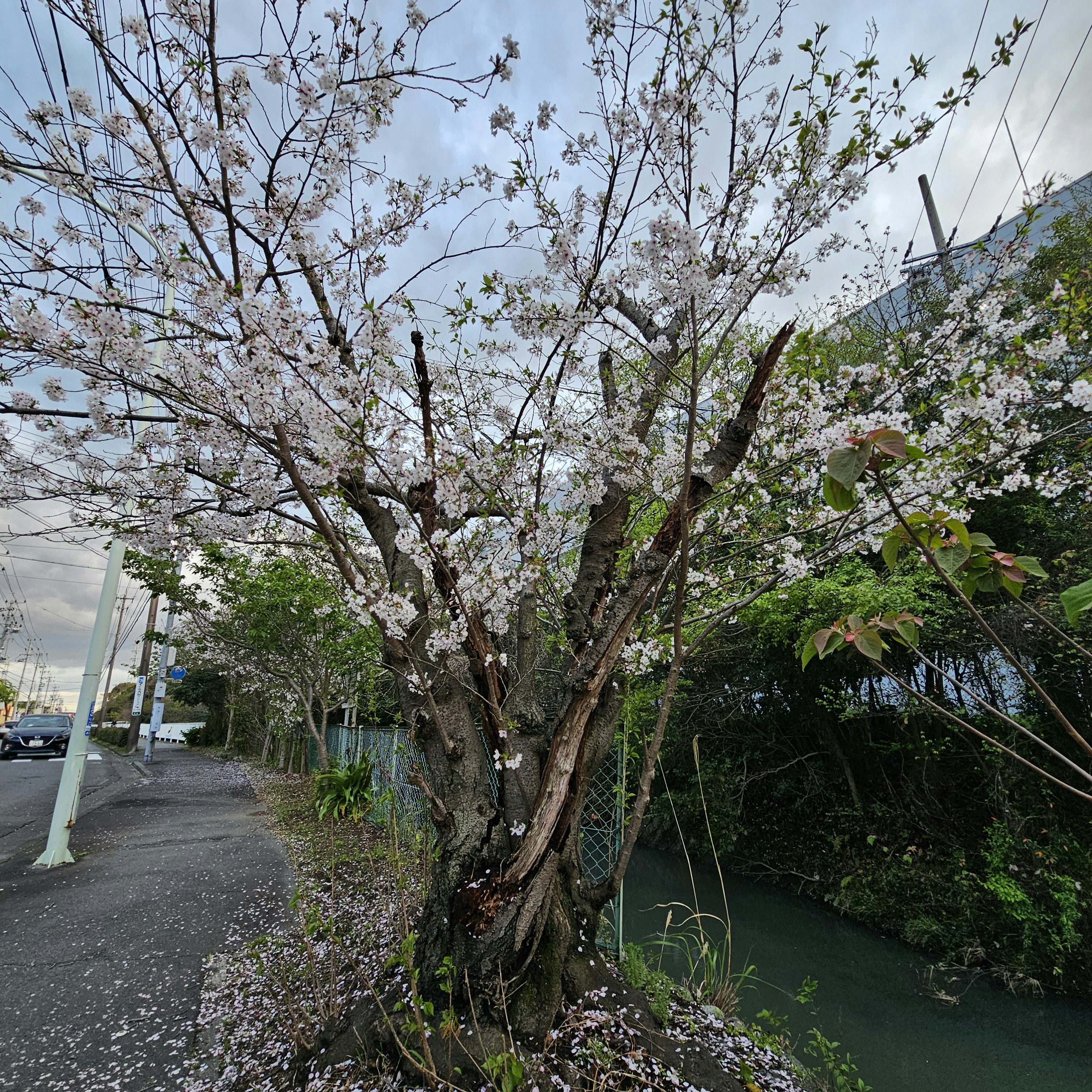 ต้นซากุระริมทางเดินเลียบแม่น้ำในฤดูใบไม้ผลิ