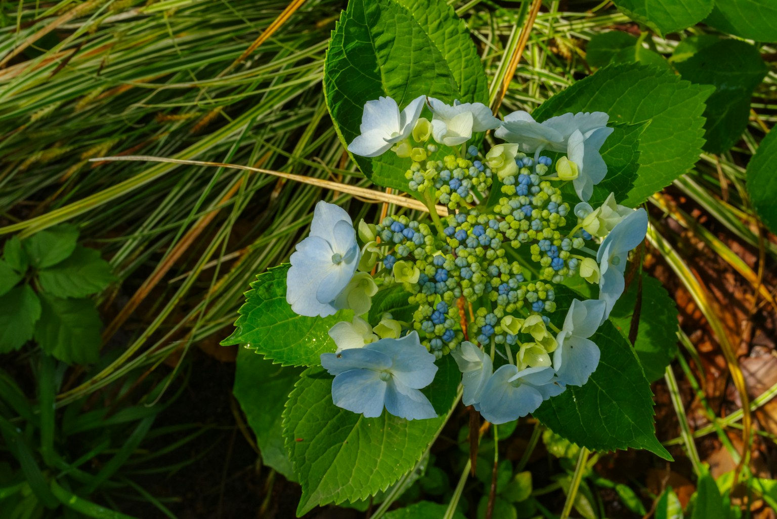 Una flor de hortensia azul rodeada de hojas verdes