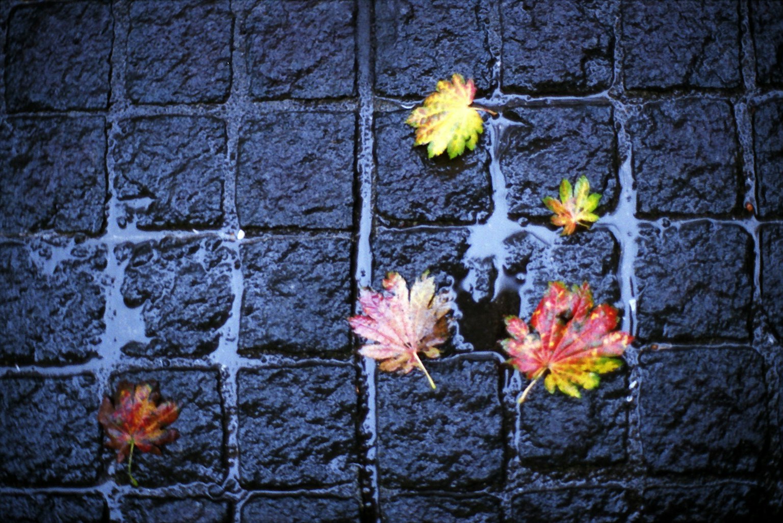 Autumn leaves scattered on wet cobblestone pavement