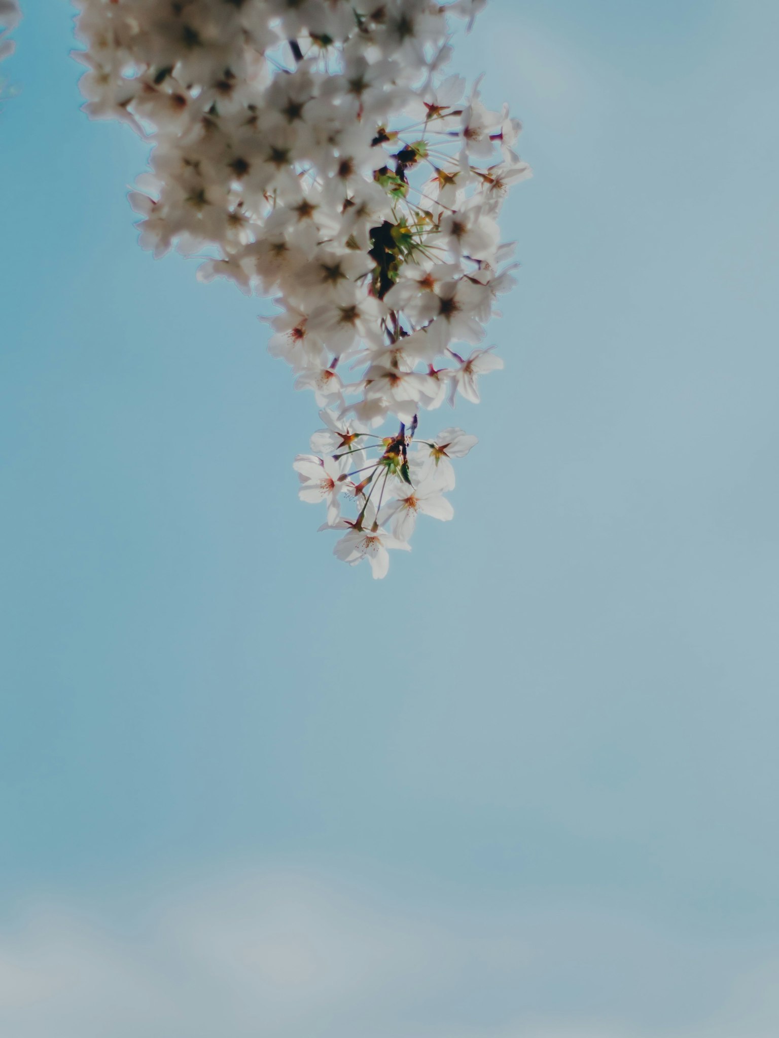 Close-up of cherry blossoms against a blue sky