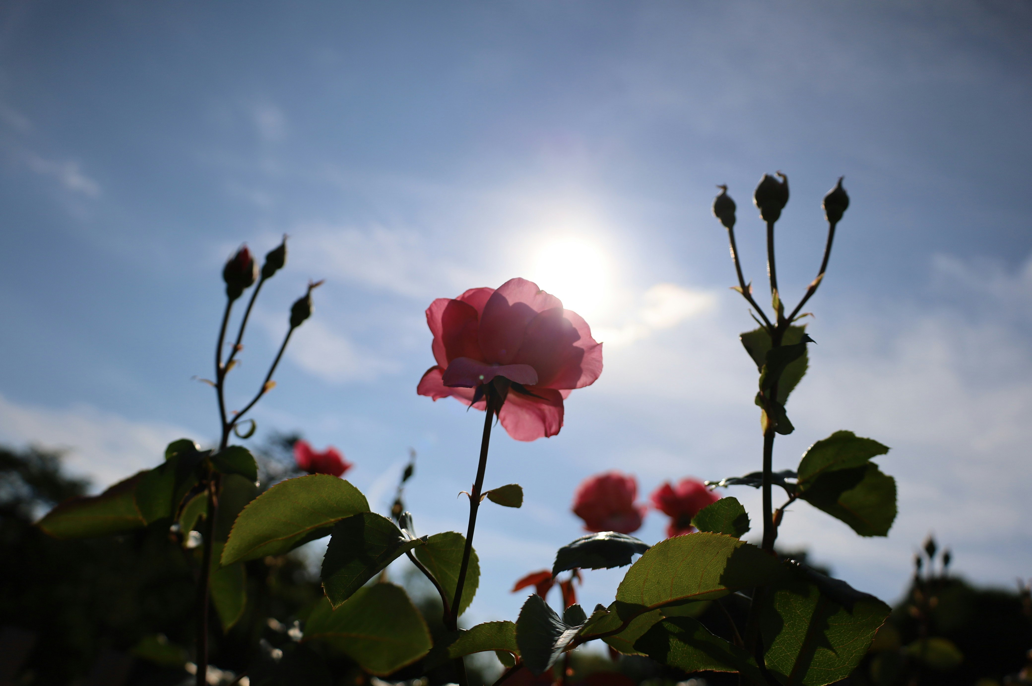 初夏の夕空に咲く赤いバラの花