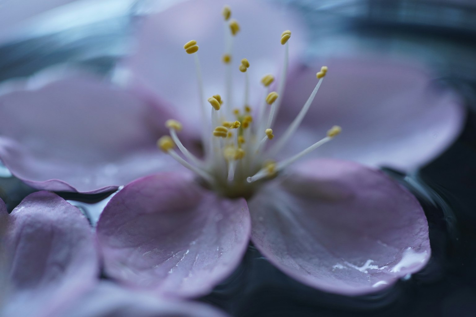 Gros plan d'une fleur rose flottant sur l'eau avec des étamines jaunes