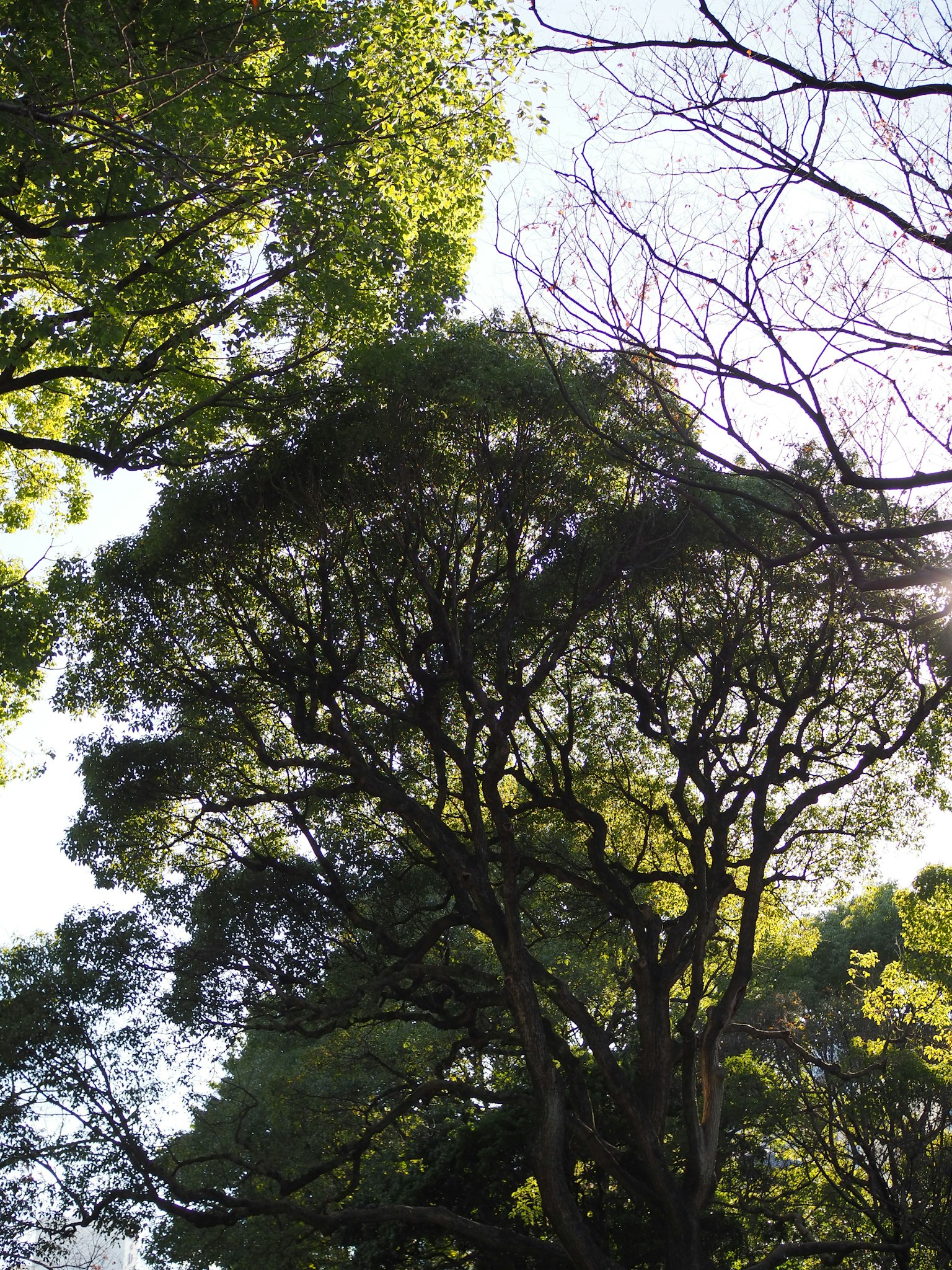 Vista hacia arriba de árboles con hojas verdes exuberantes y ramas intrincadas