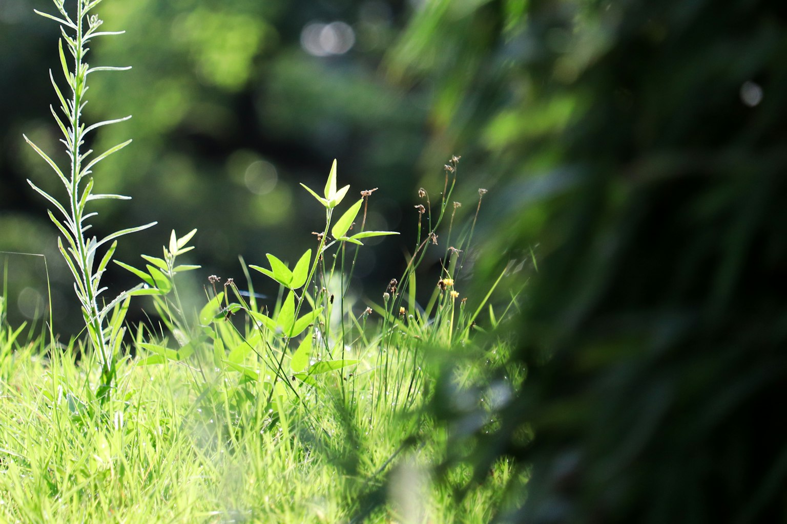 Close-up tanaman hijau dan rumput di lanskap subur