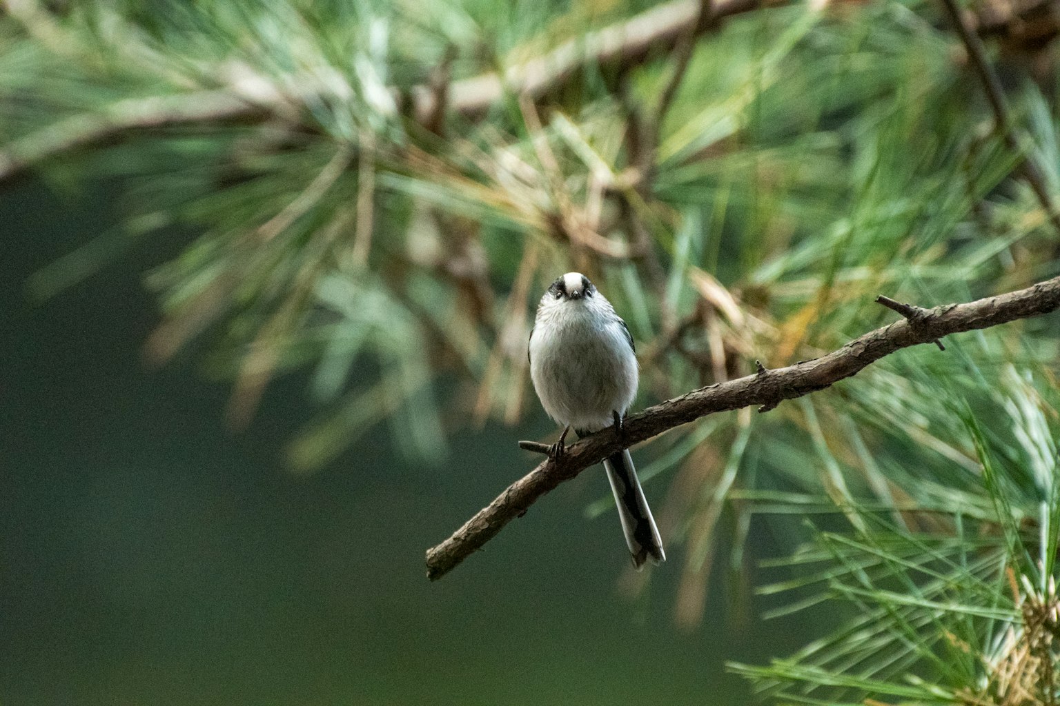 Ein kleiner Vogel sitzt auf einem grünen Ast