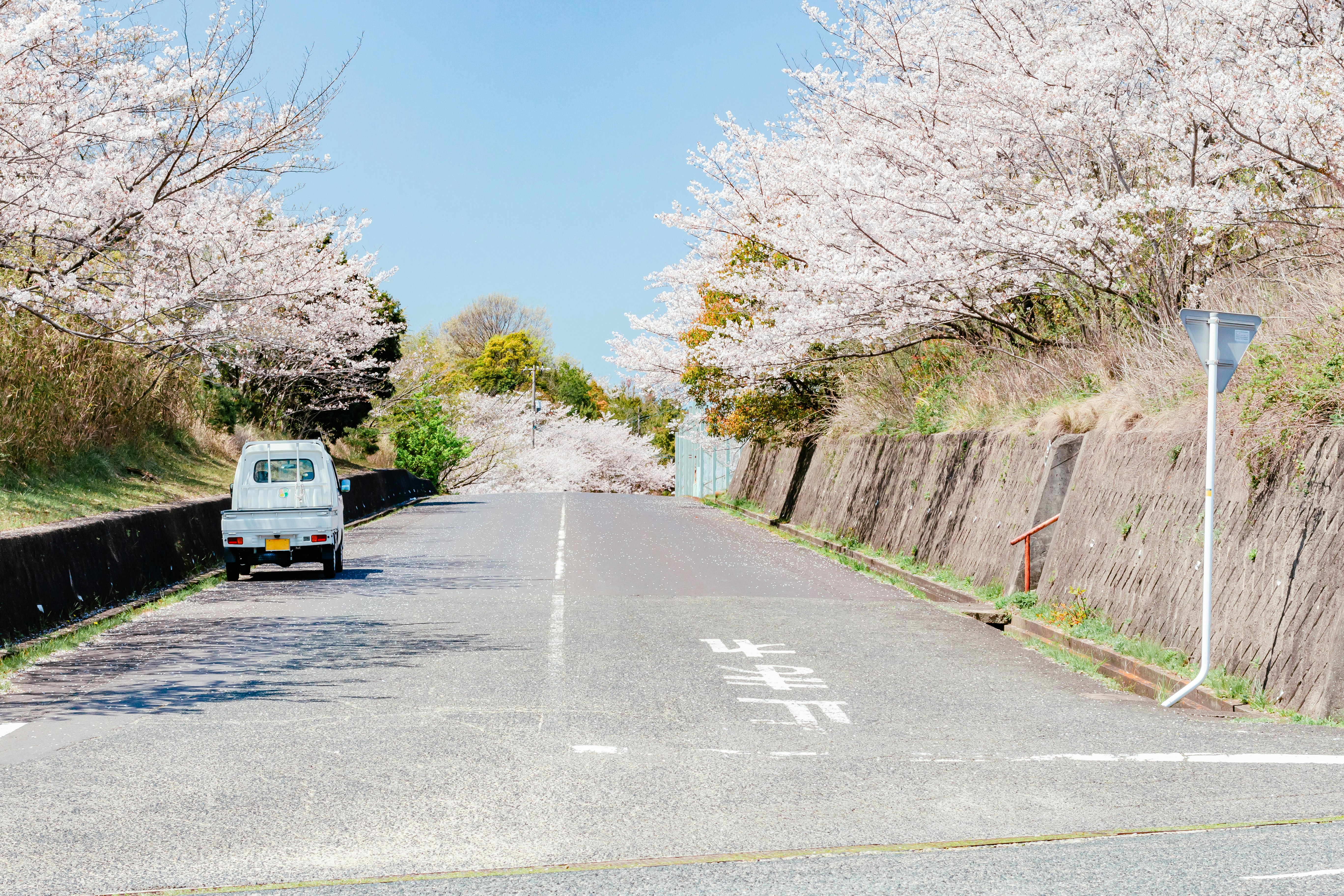 桜並木の続く郊外の道路