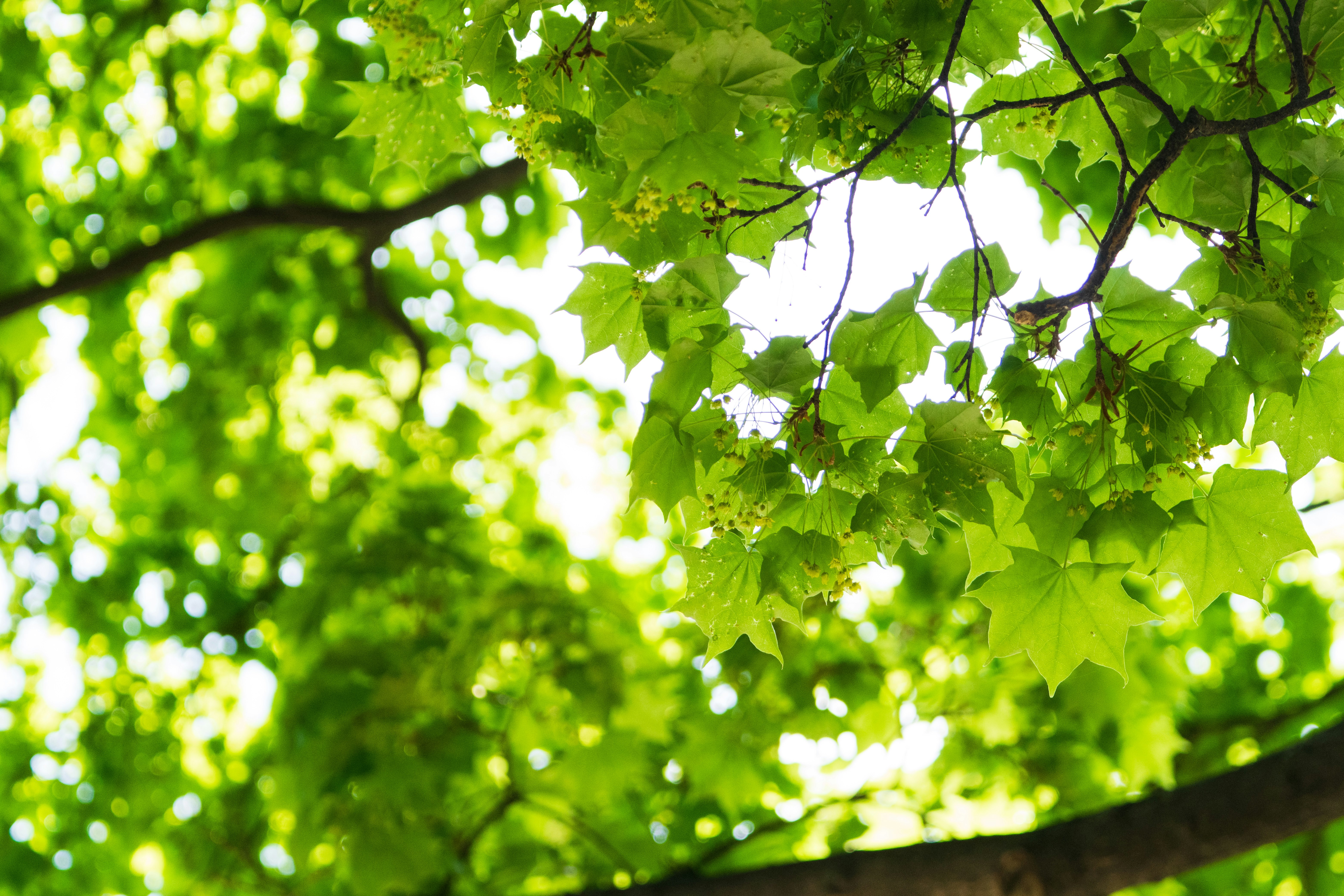 hojas verdes frescas moviéndose en la naturaleza