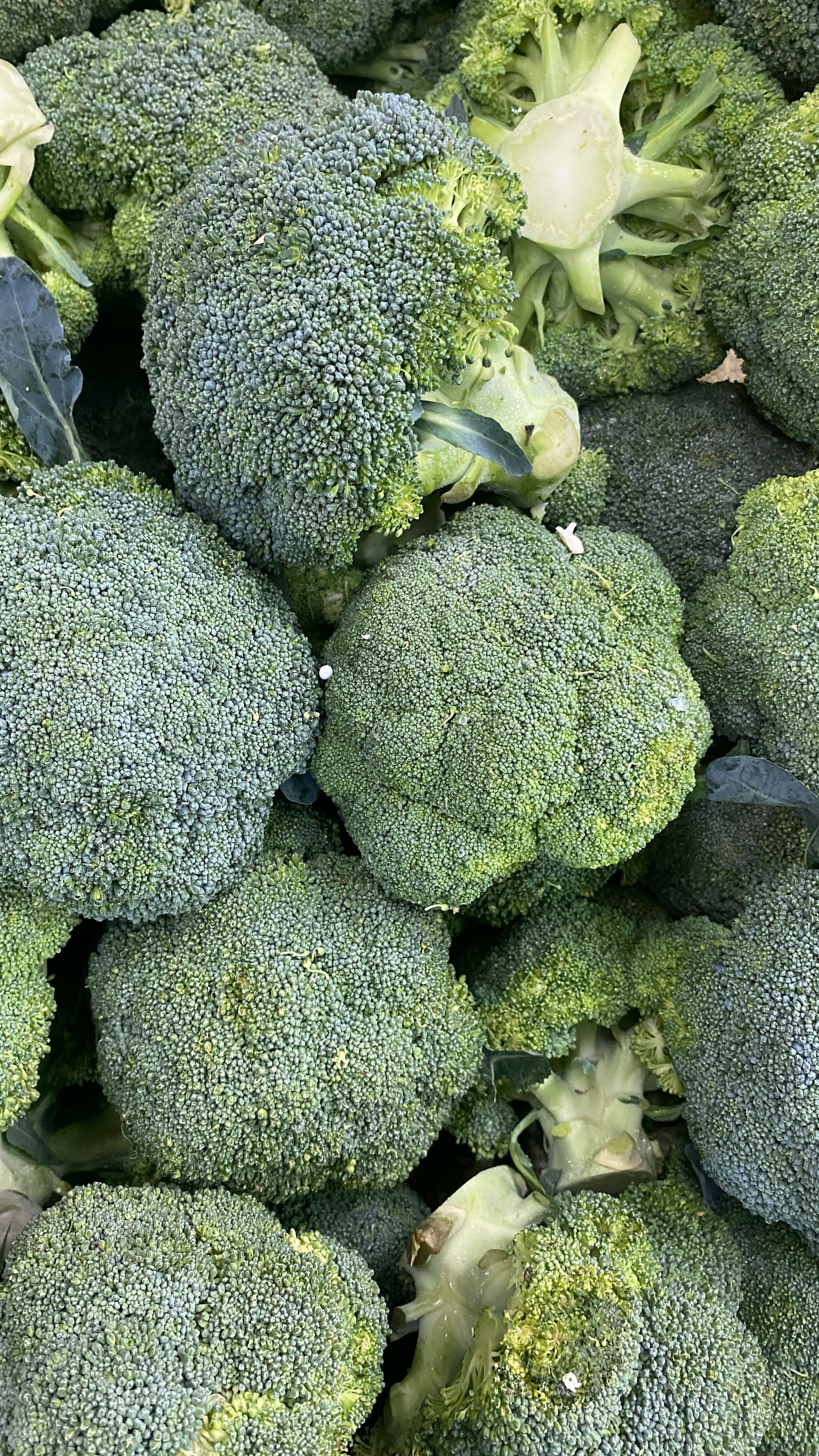 新鲜的西兰花堆在一起