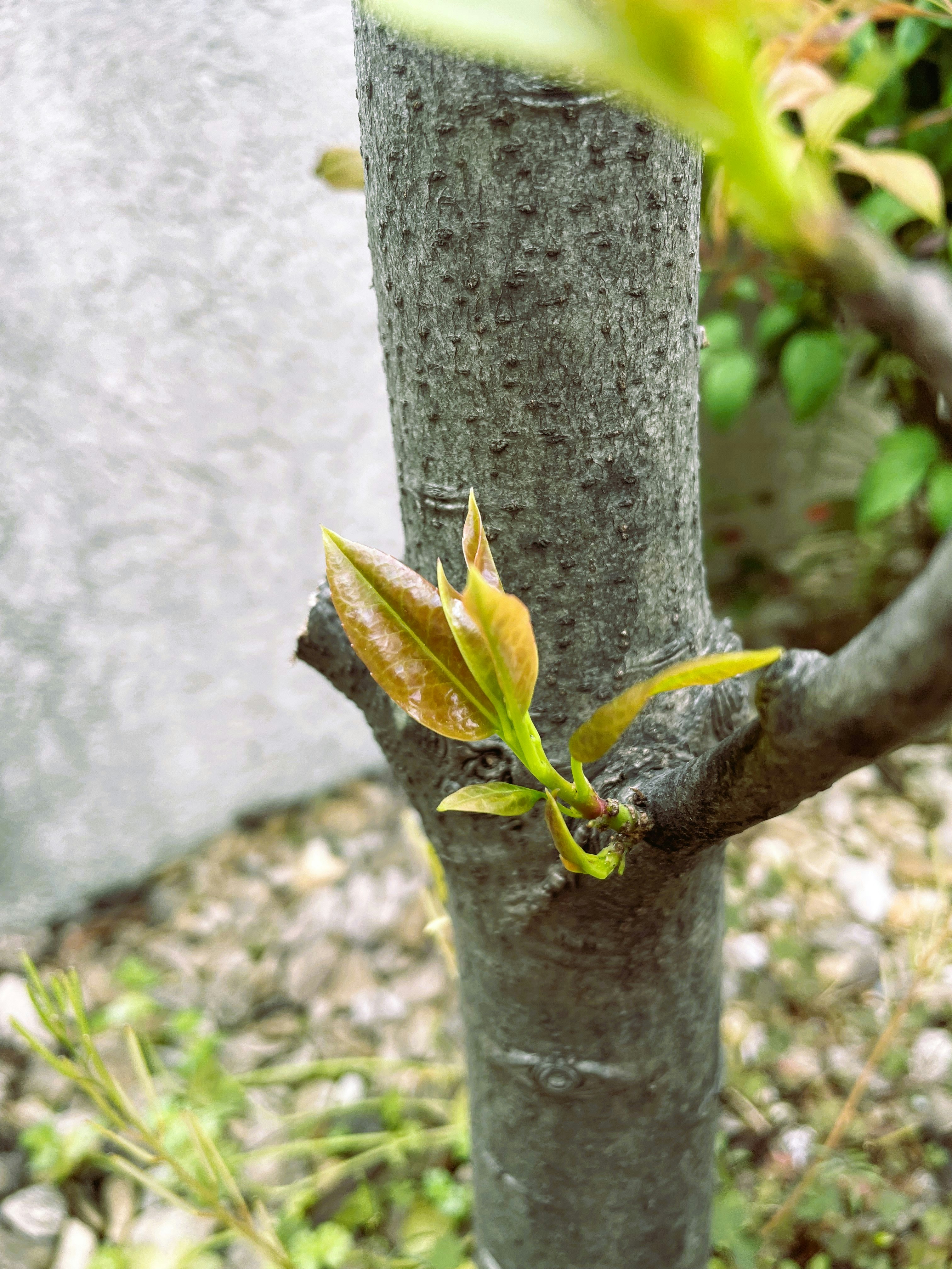 新葉が芽吹く木の幹のクローズアップ