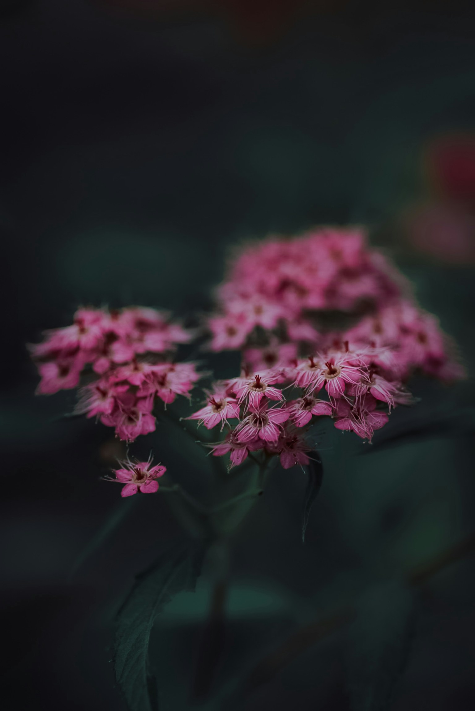 photo-664f8fYxM4tMQiV3mdty-image