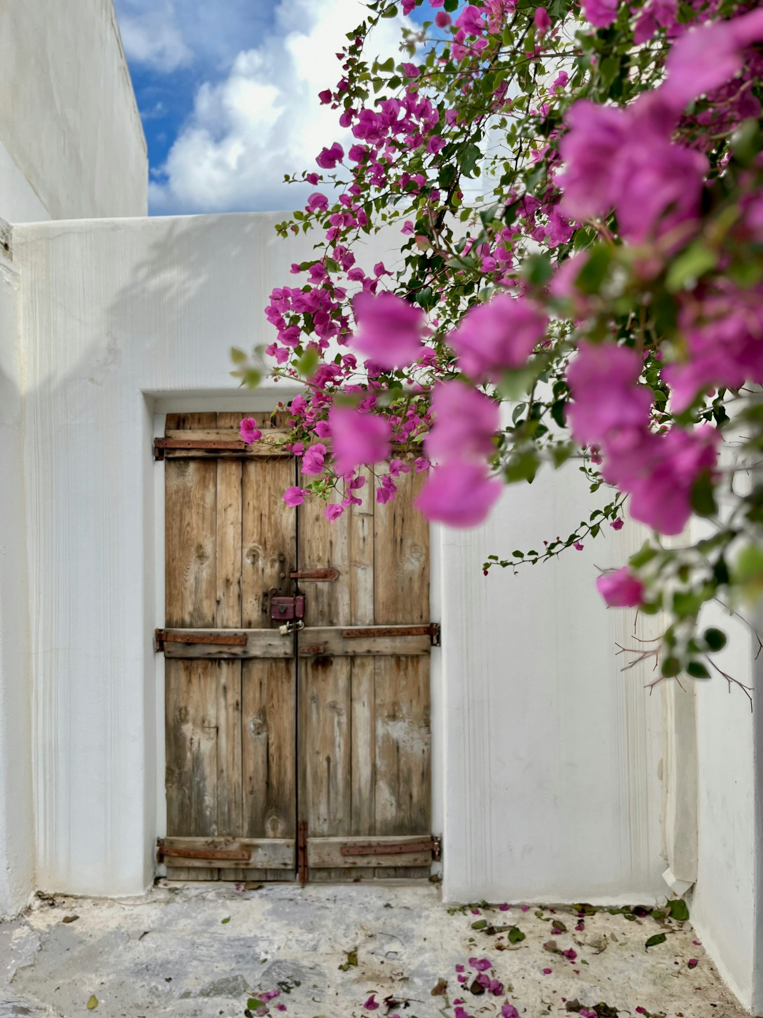 Ancienne porte en bois contre un mur blanc avec des bougainvilliers roses vifs