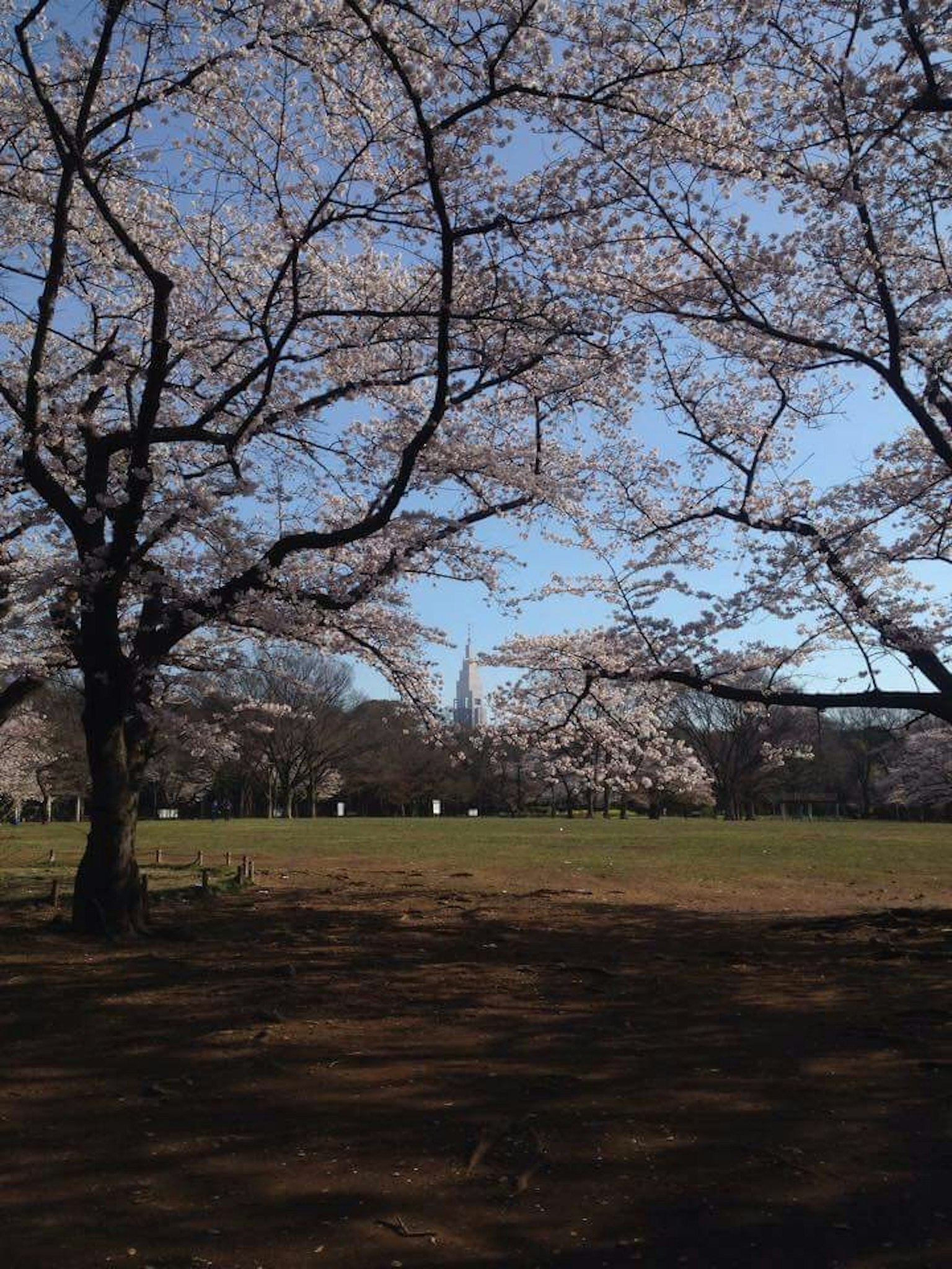 A scenic park view with cherry blossom trees under a blue sky