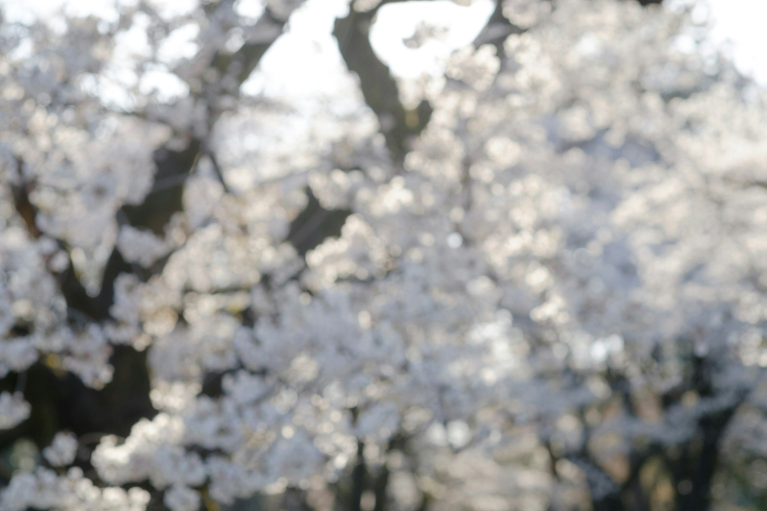 Verschommene Ansicht von blühenden Kirschblüten