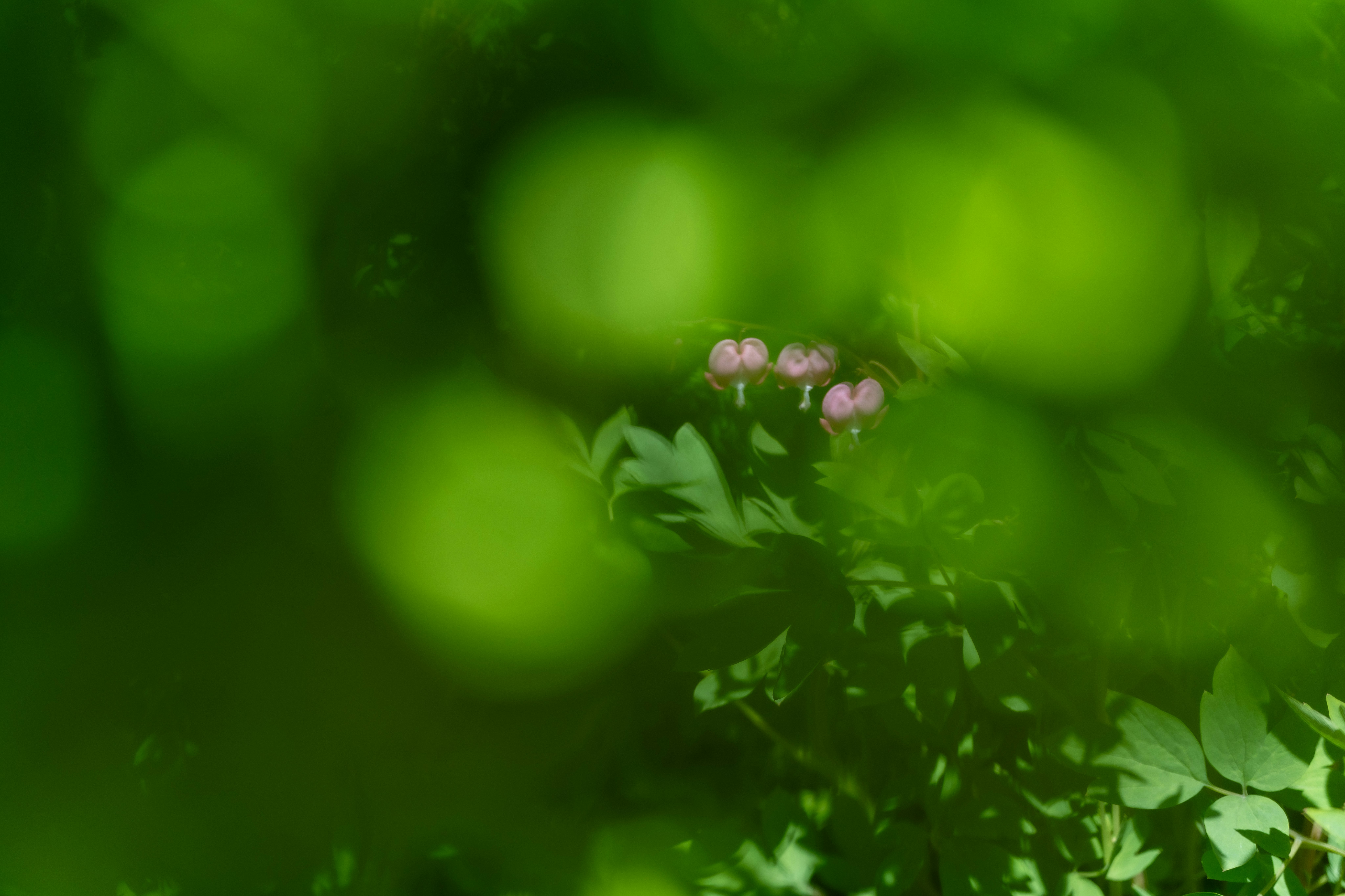 bunga kecil bermekaran di balik bokeh hijau yang rimbun