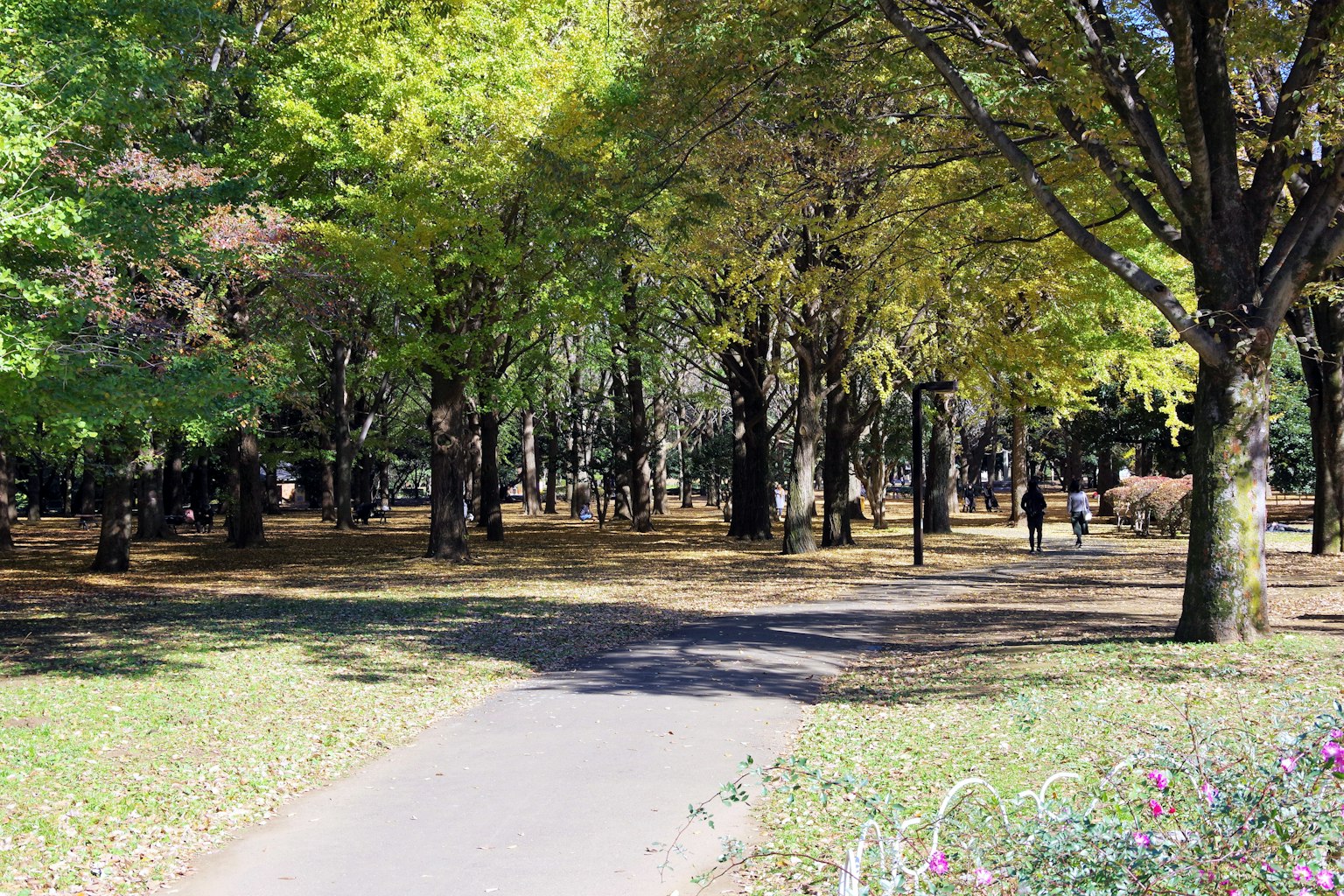 郁郁葱葱的公园景观和步道