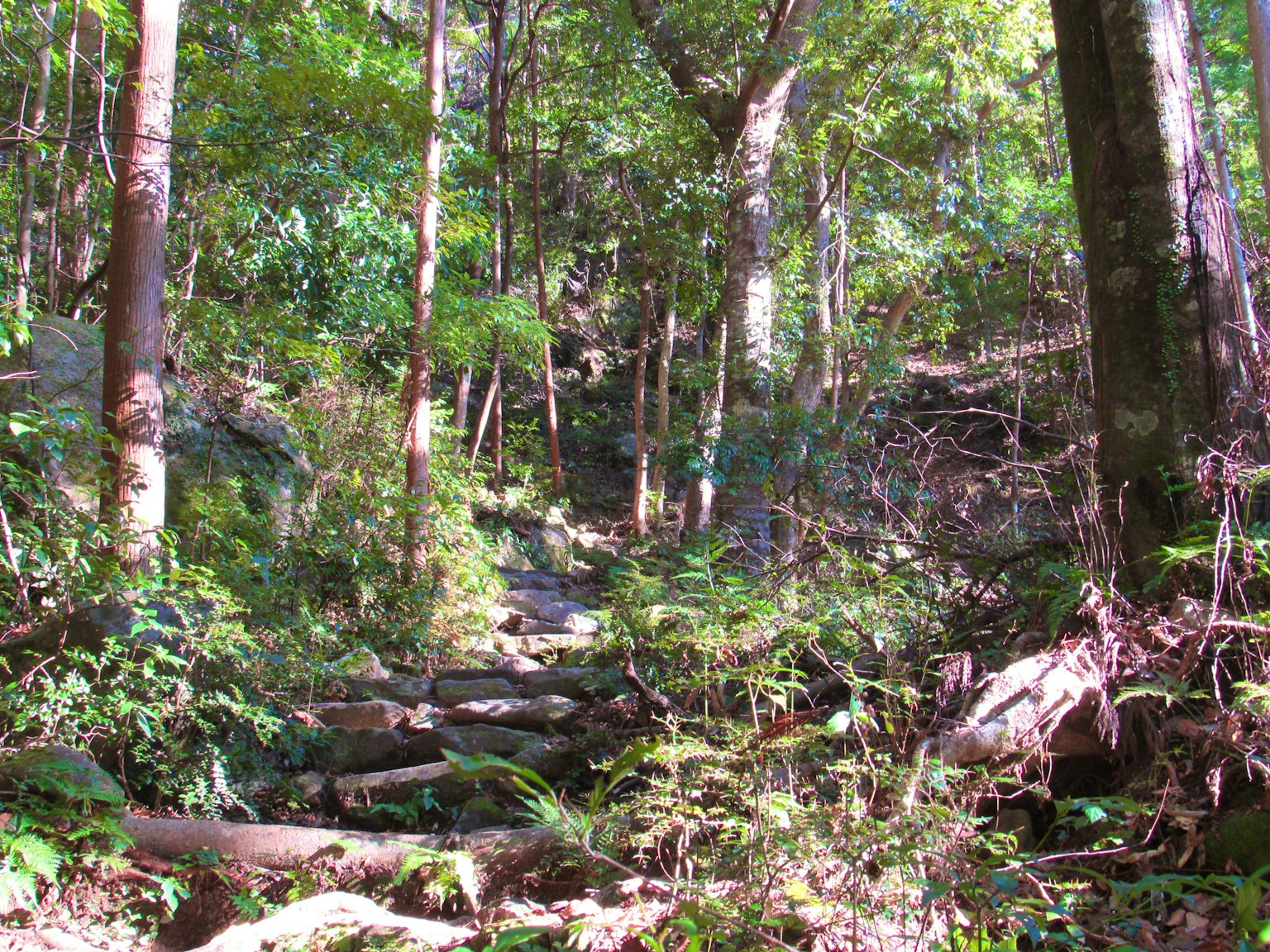 Sentier forestier pittoresque avec une verdure luxuriante et des troncs d'arbres tombés