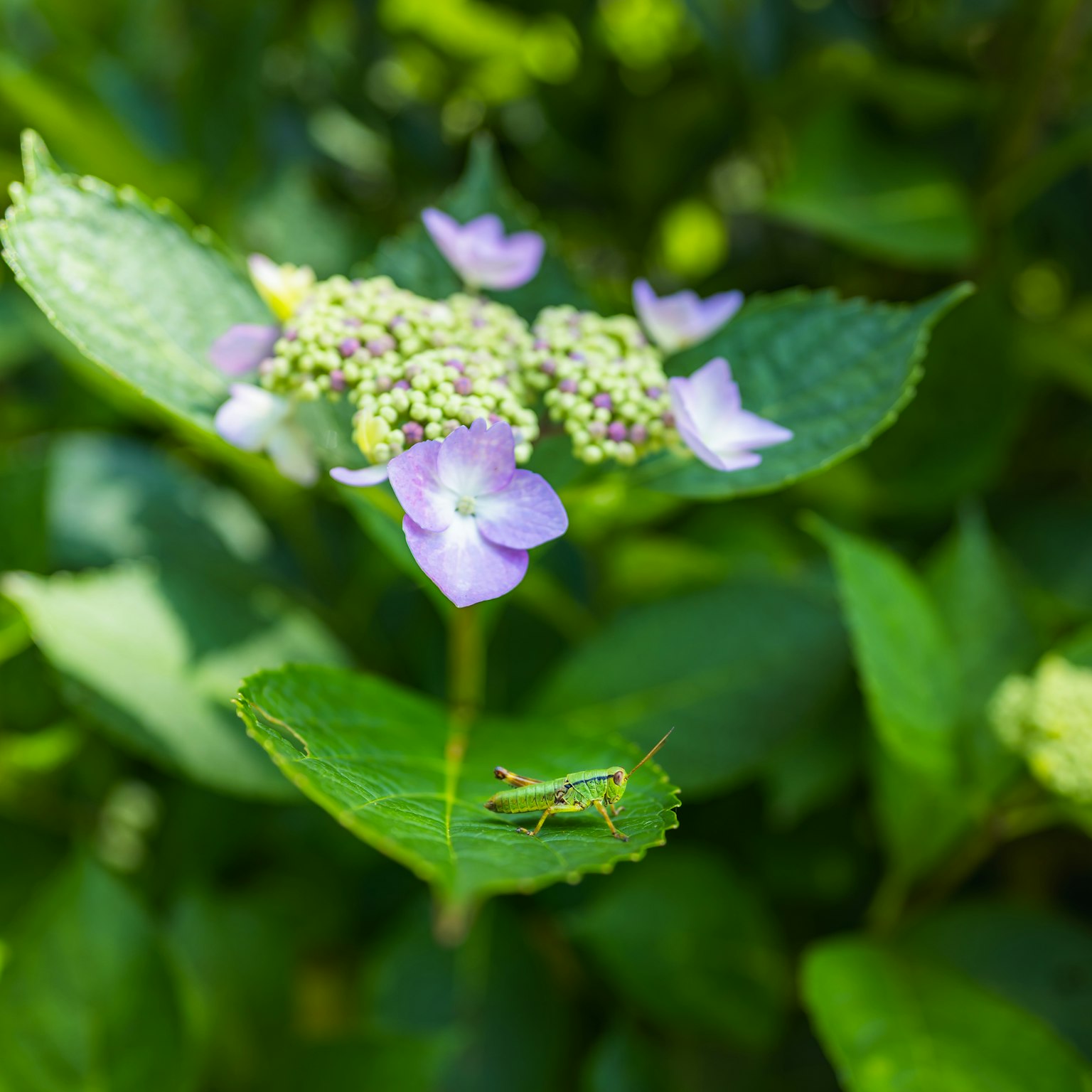 Eine kleine Heuschrecke auf einem grünen Blatt mit lila Blumen im Hintergrund
