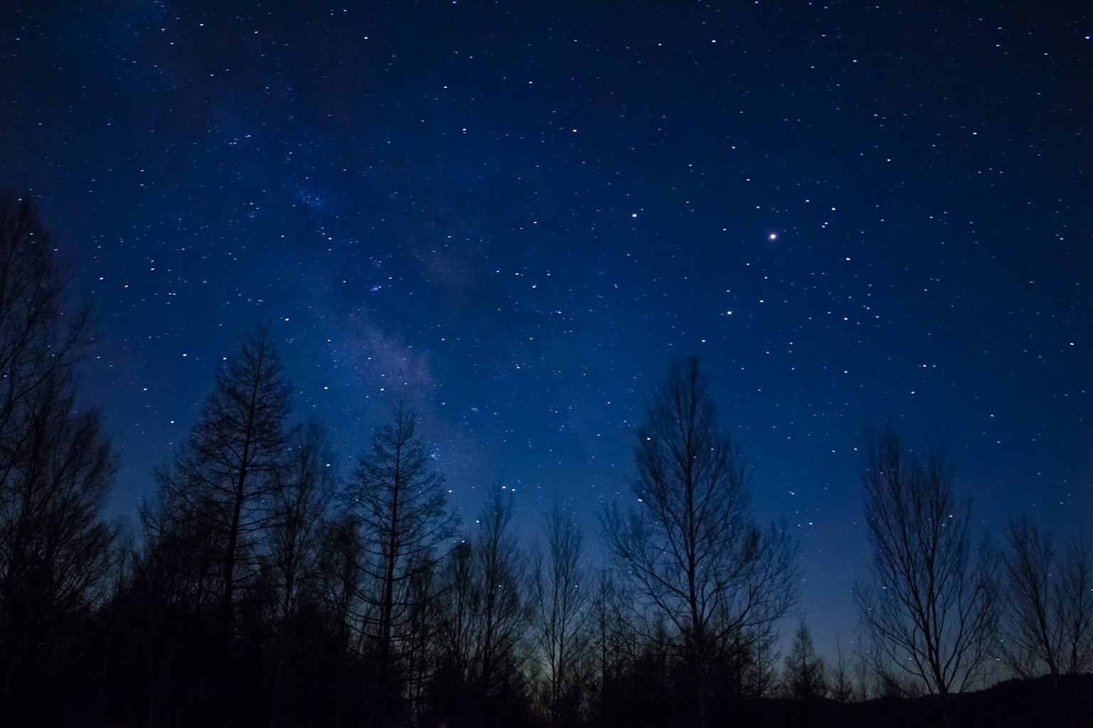Ciel étoilé avec des arbres en silhouette au premier plan