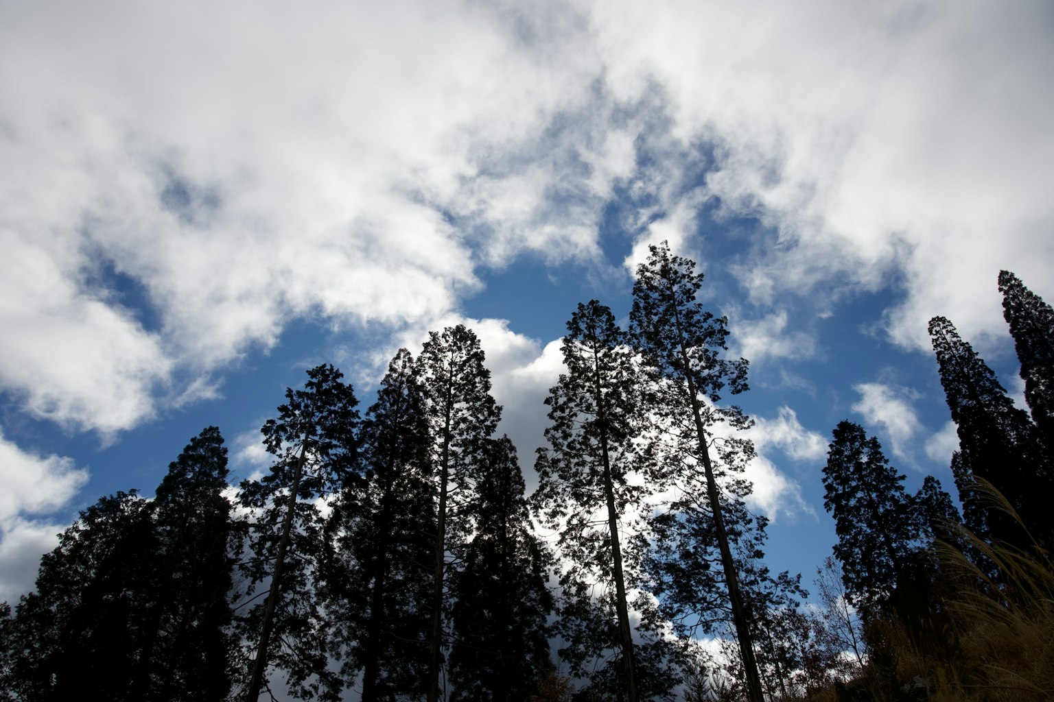 Pohon tinggi bersiluet melawan langit biru dengan awan putih