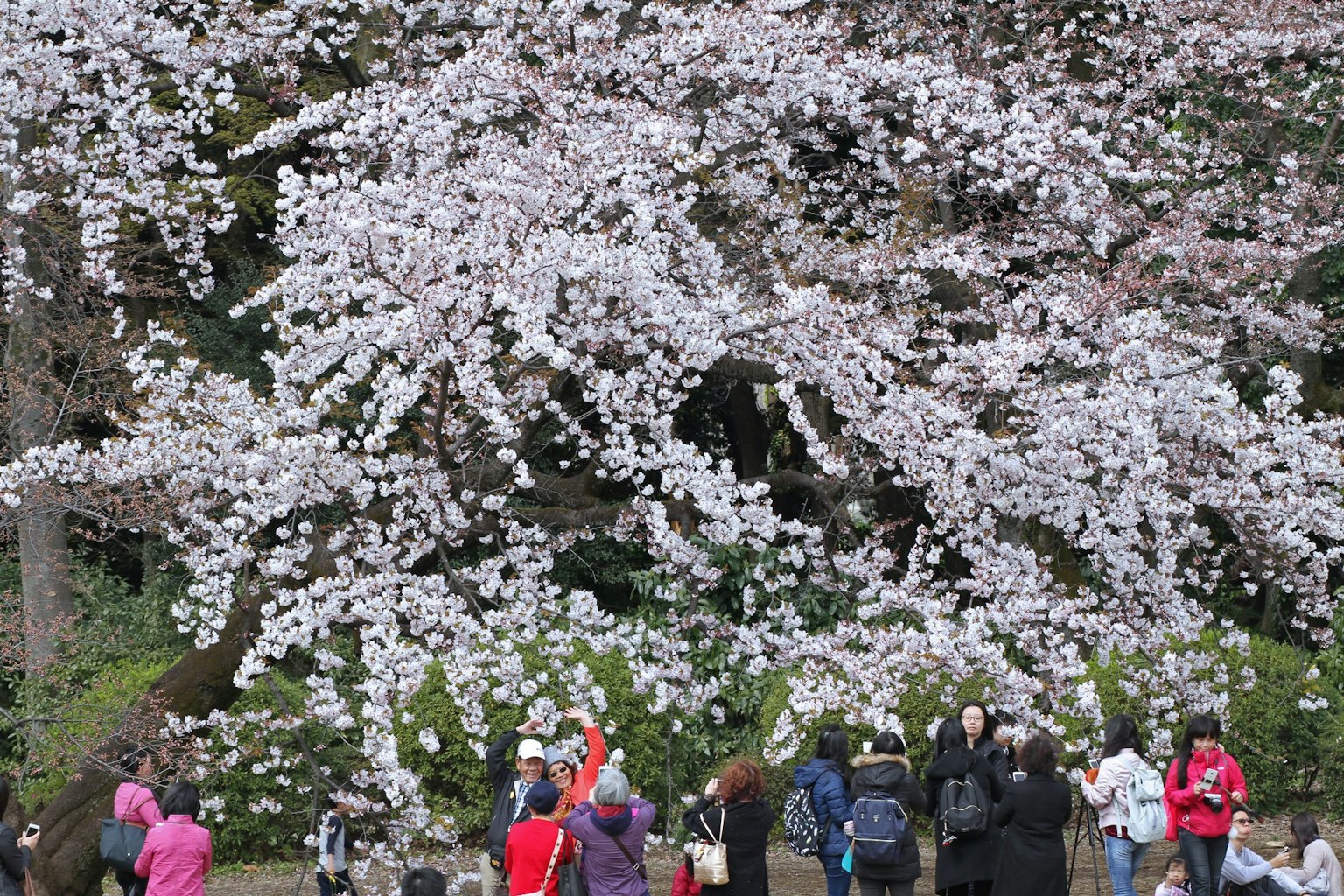 Menschen versammelt unter einem Kirschbaum in voller Blüte