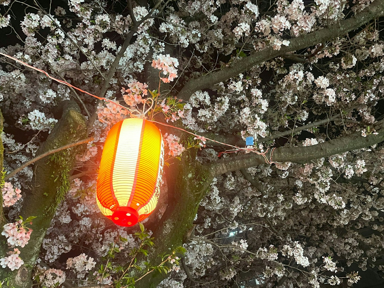 掛在櫻花樹上的橙色燈籠