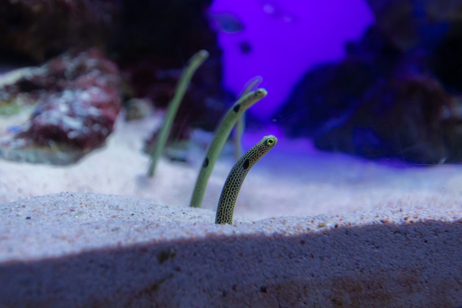 Piante verdi che emergono dal substrato sabbioso in un acquario con illuminazione viola