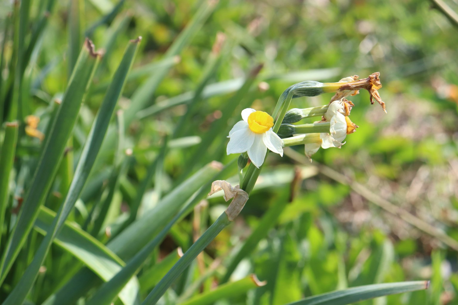 Fiore di narciso con petali bianchi e centro giallo che fiorisce tra le foglie verdi