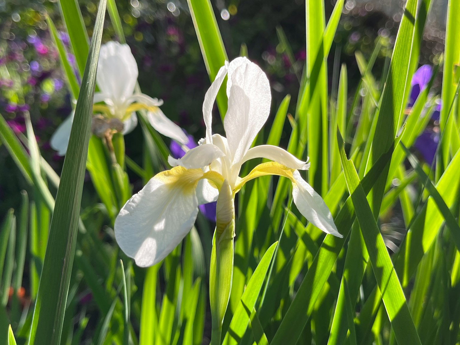 Weiße Irisblüte umgeben von grünen Blättern