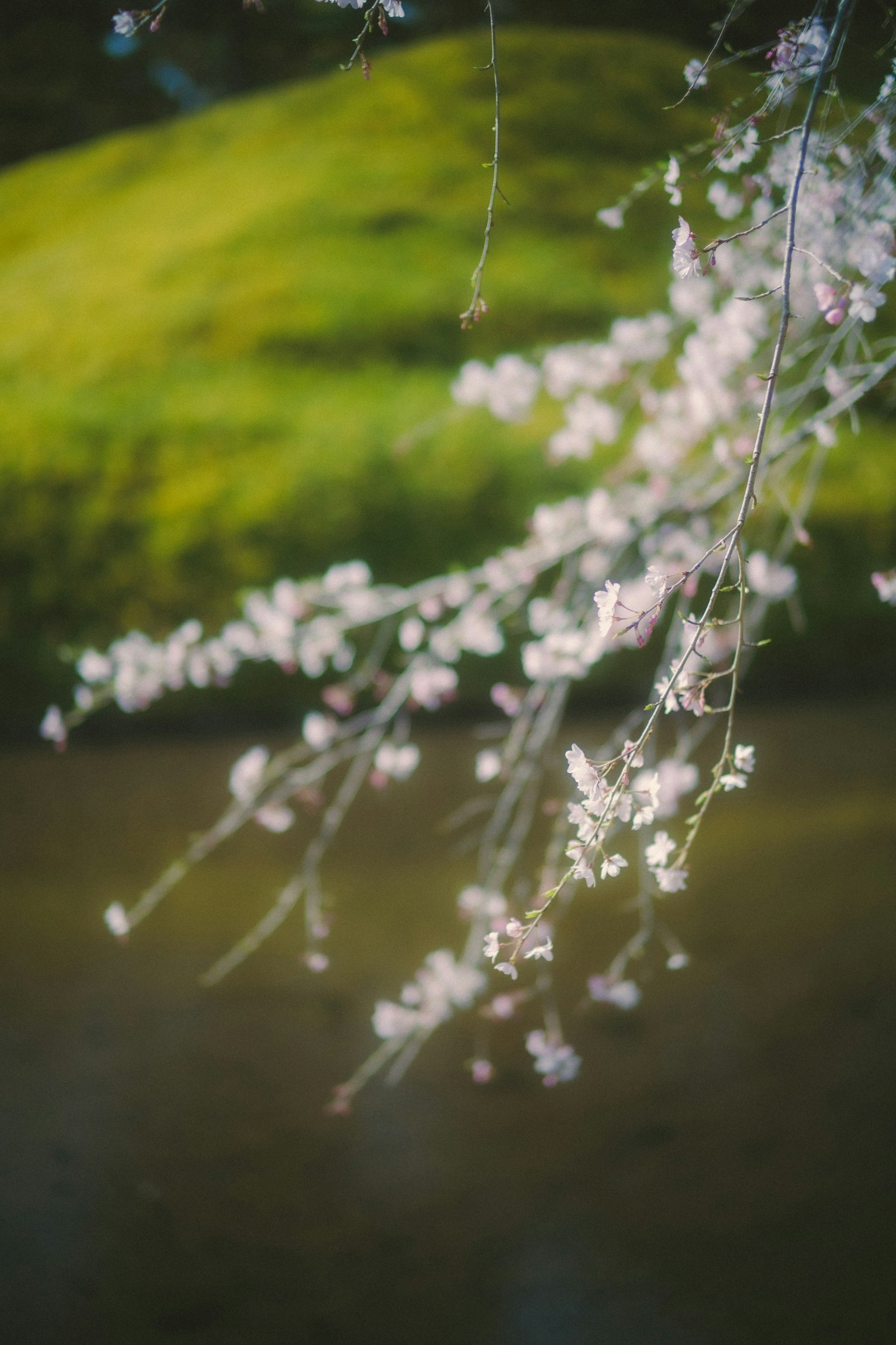Fiori di ciliegio che si riflettono sull'acqua con una collina verde sullo sfondo