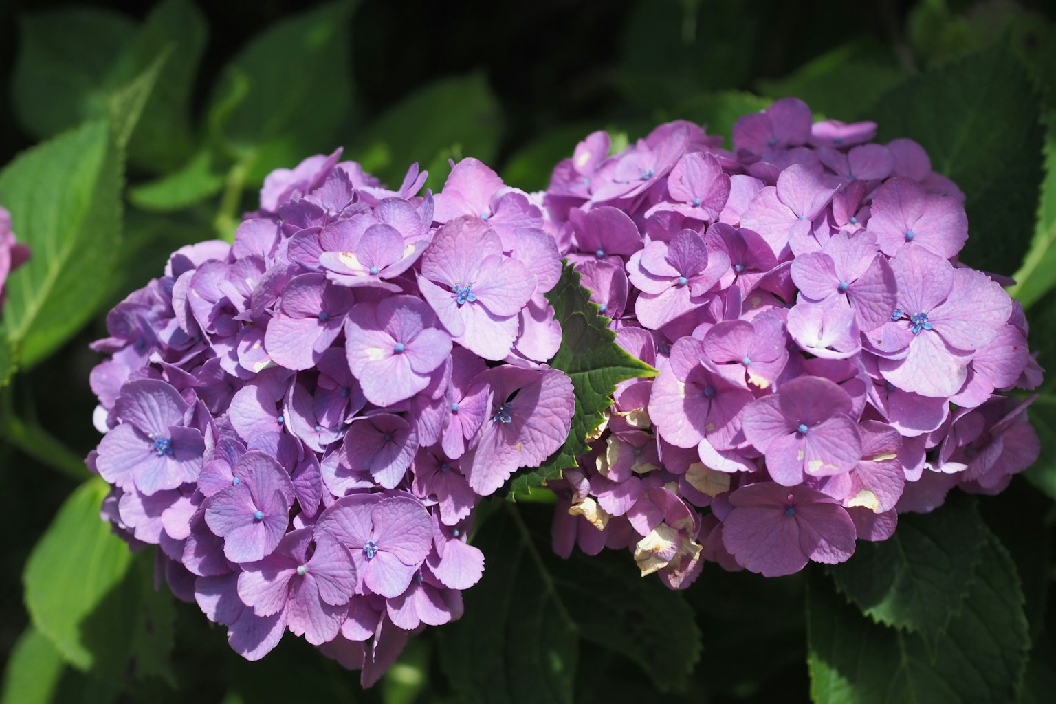 Purple hydrangea flowers blooming among green leaves