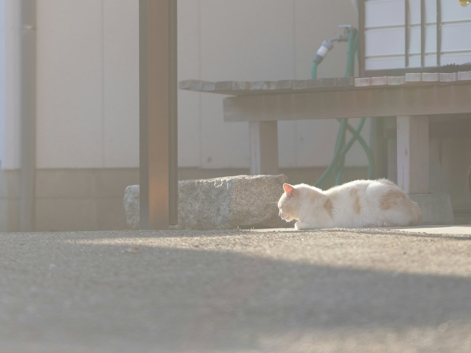 Kucing putih yang bersantai di bawah sinar matahari